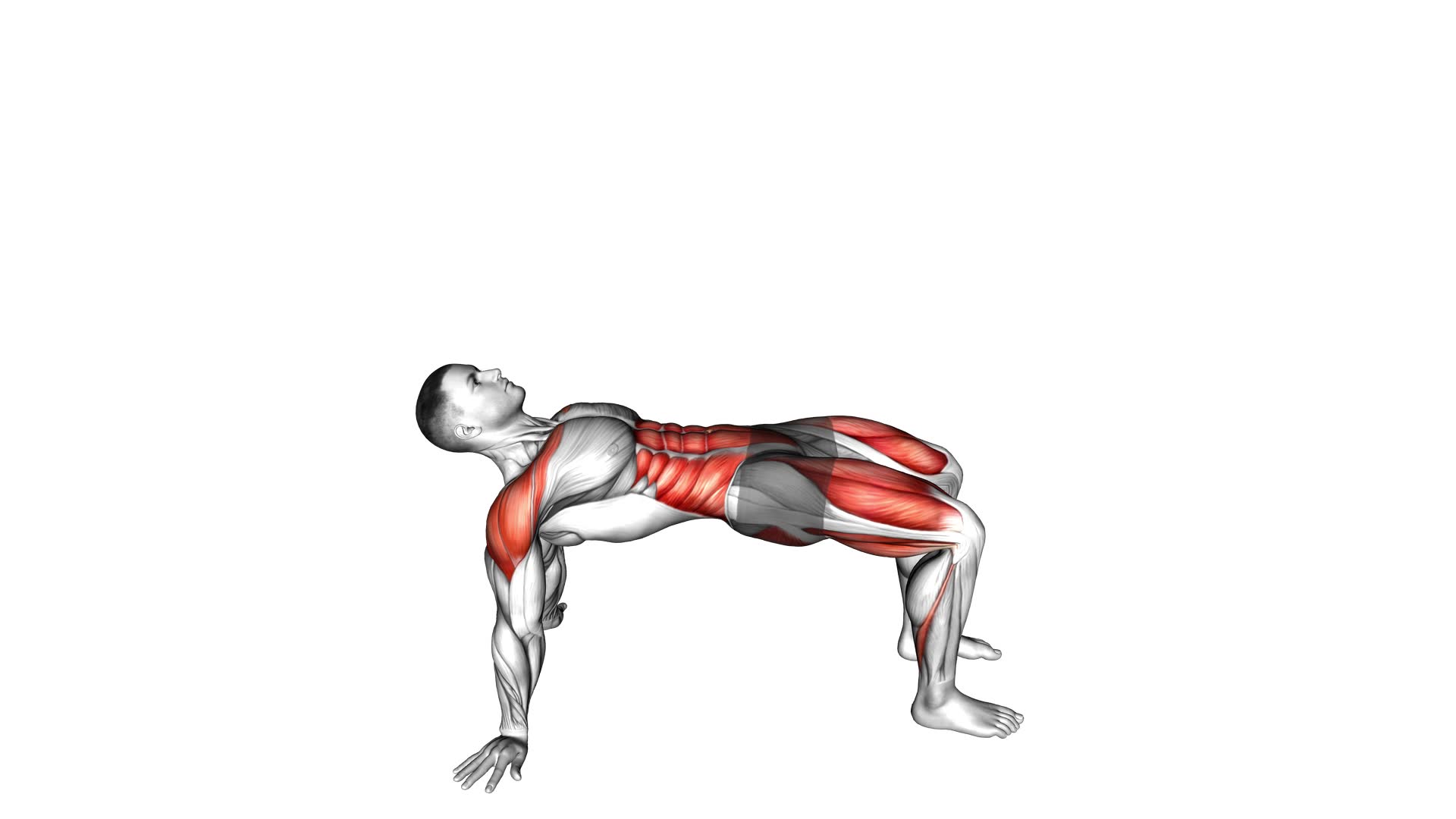 Reverse Plank With Leg Lift - Video Exercise Guide & Tips