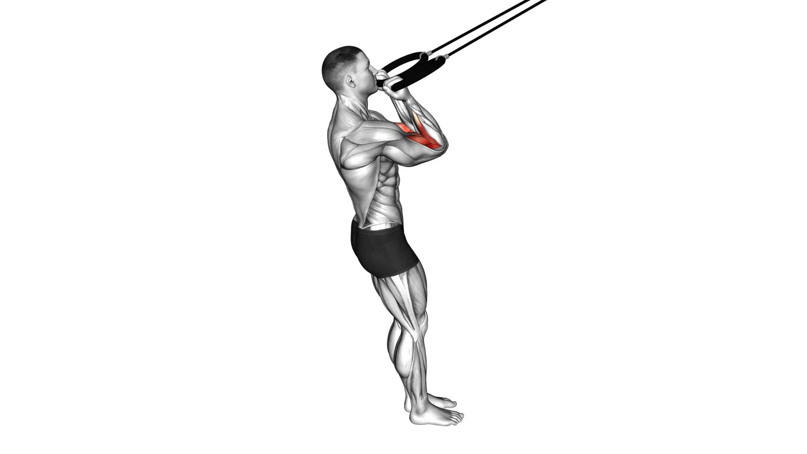 Ring Arm Curl (male) - Video Exercise Guide & Tips