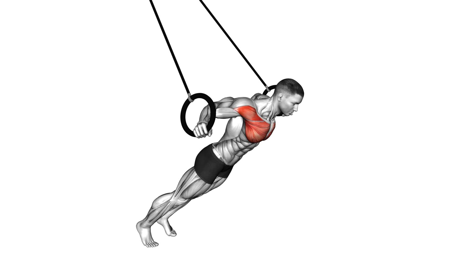 Ring Chest Fly - Video Exercise Guide & Tips