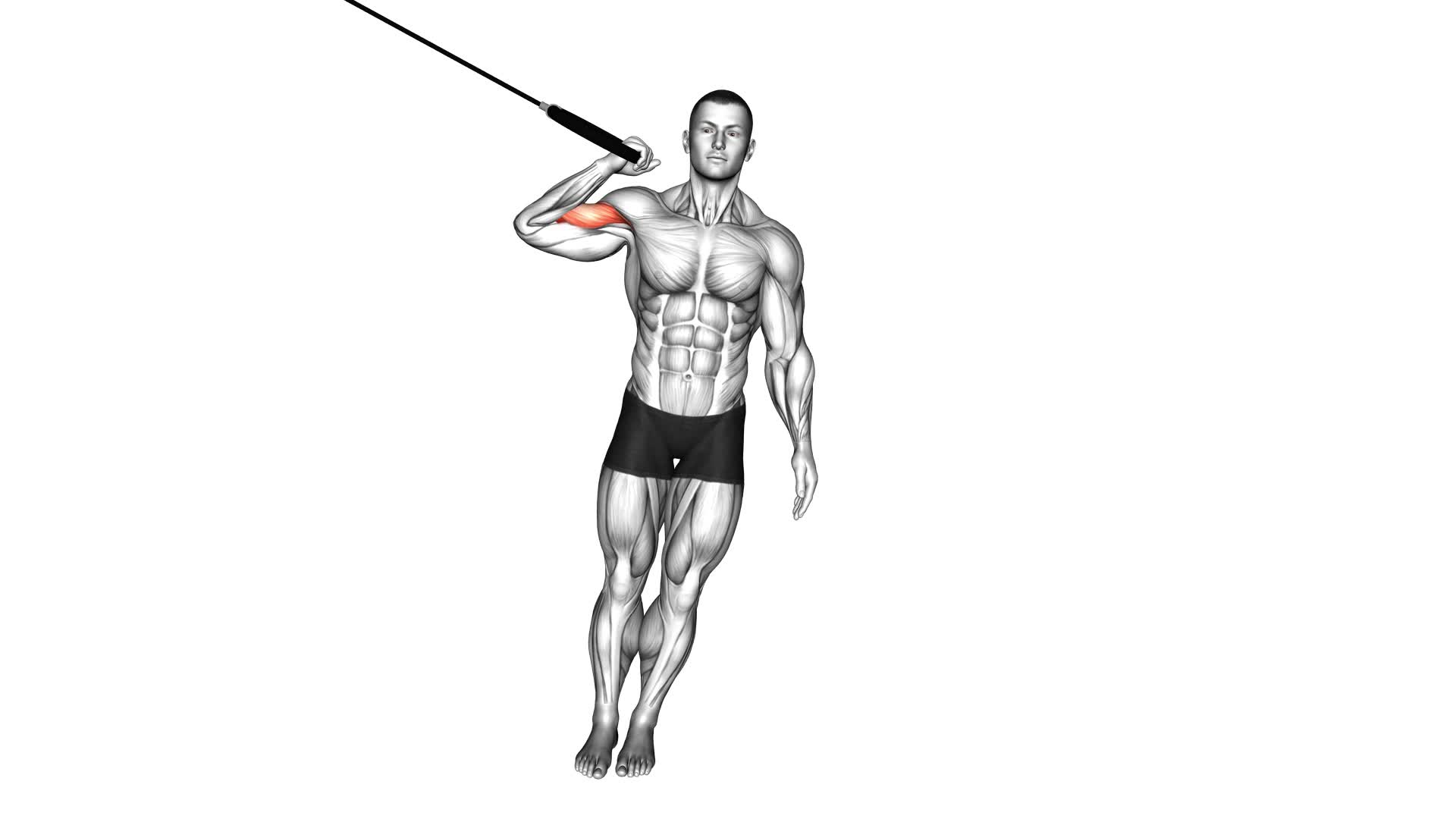 Ring One Arm Biceps Curl (male) - Video Exercise Guide & Tips