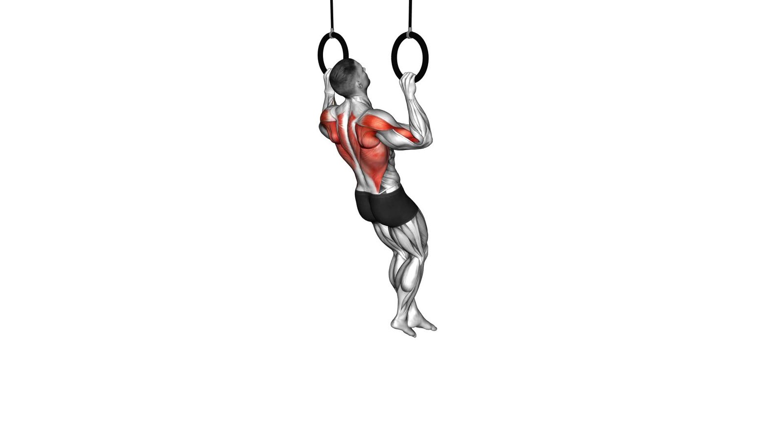 Ring Pull-up - Video Exercise Guide & Tips