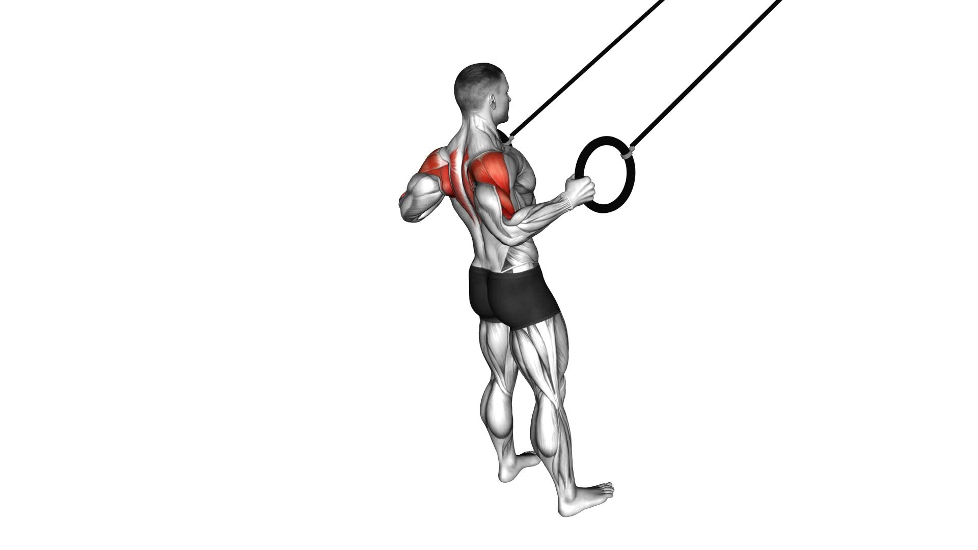 Ring Rear Delt Row (male) - Video Exercise Guide & Tips