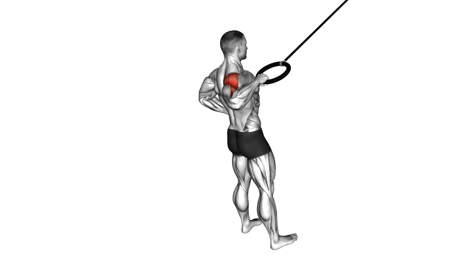 Ring Single Arm Rear Delt Row (male) - Video Exercise Guide & Tips