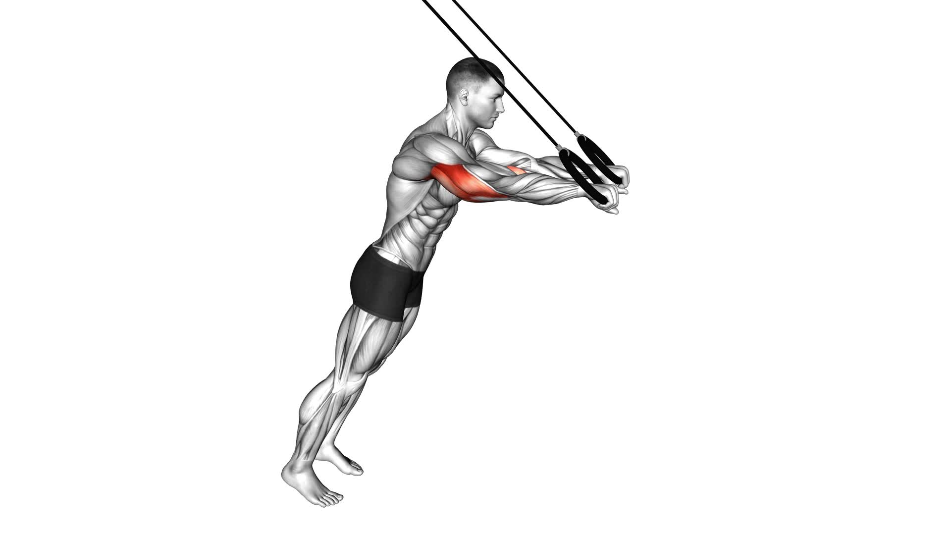 Ring Triceps Extension (male) - Video Exercise Guide & Tips