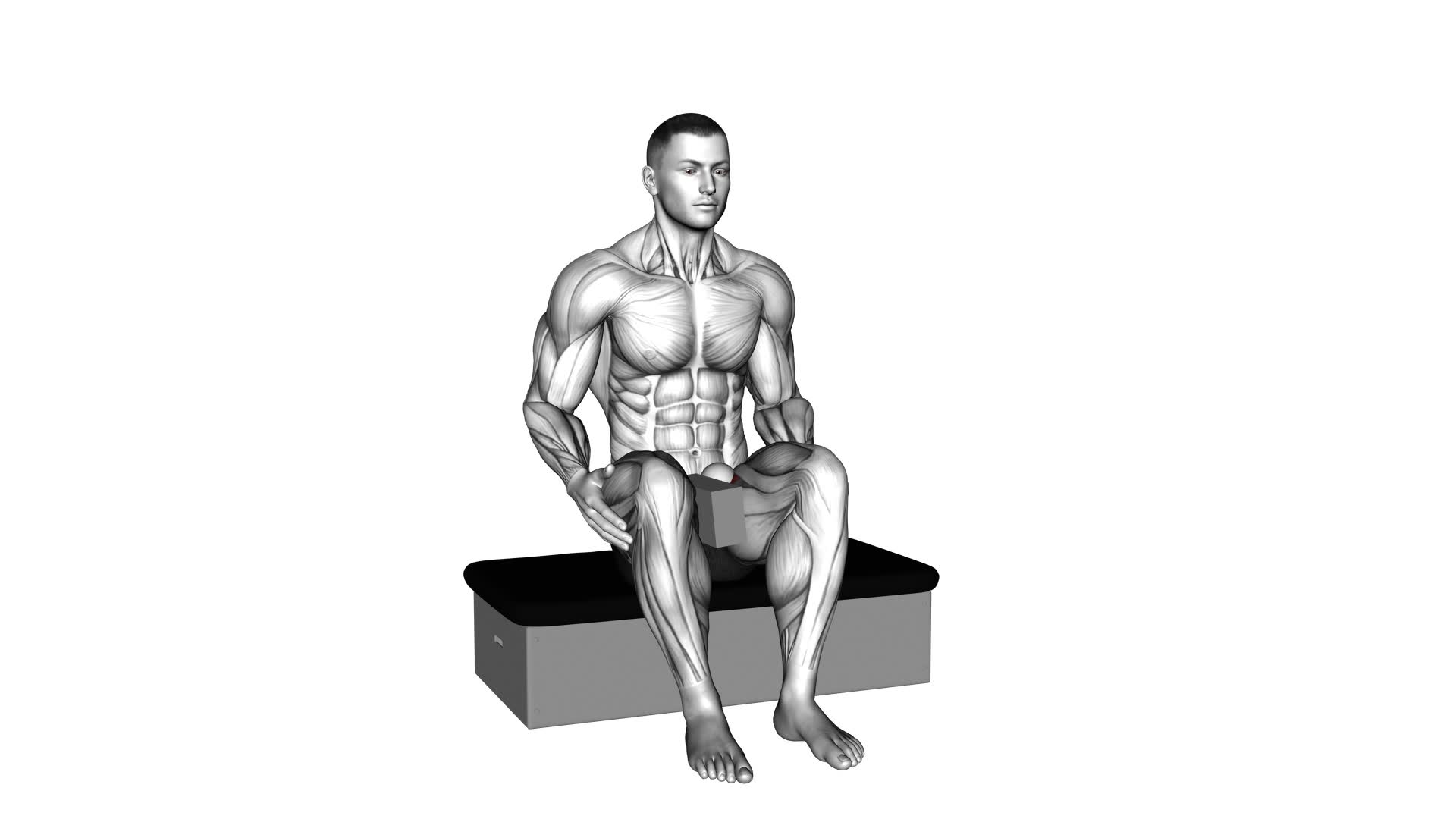 Roll Ball Seated Pectineus Activation (male) - Video Exercise Guide & Tips