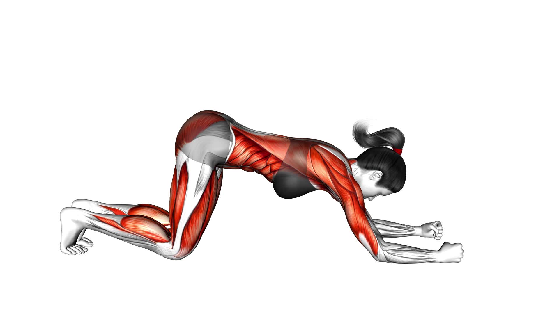 Rolling Plank (female) - Video Exercise Guide & Tips