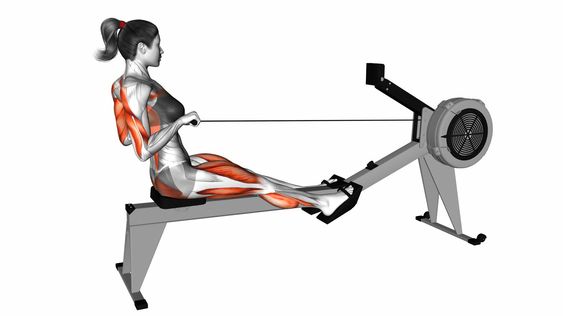 Rowing Straight Back (With Rowing Machine) (Female) - Video Exercise Guide & Tips