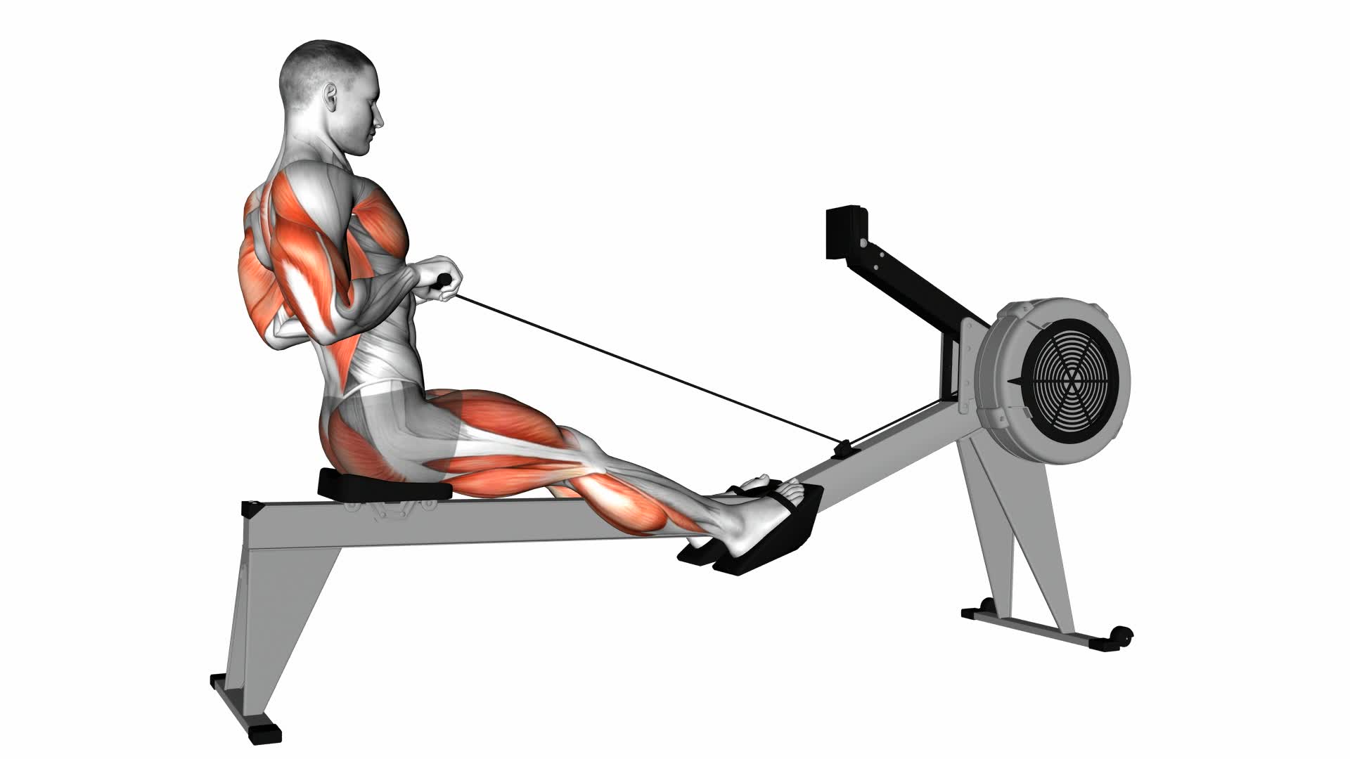 Rowing (With Rowing Machine) - Video Exercise Guide & Tips