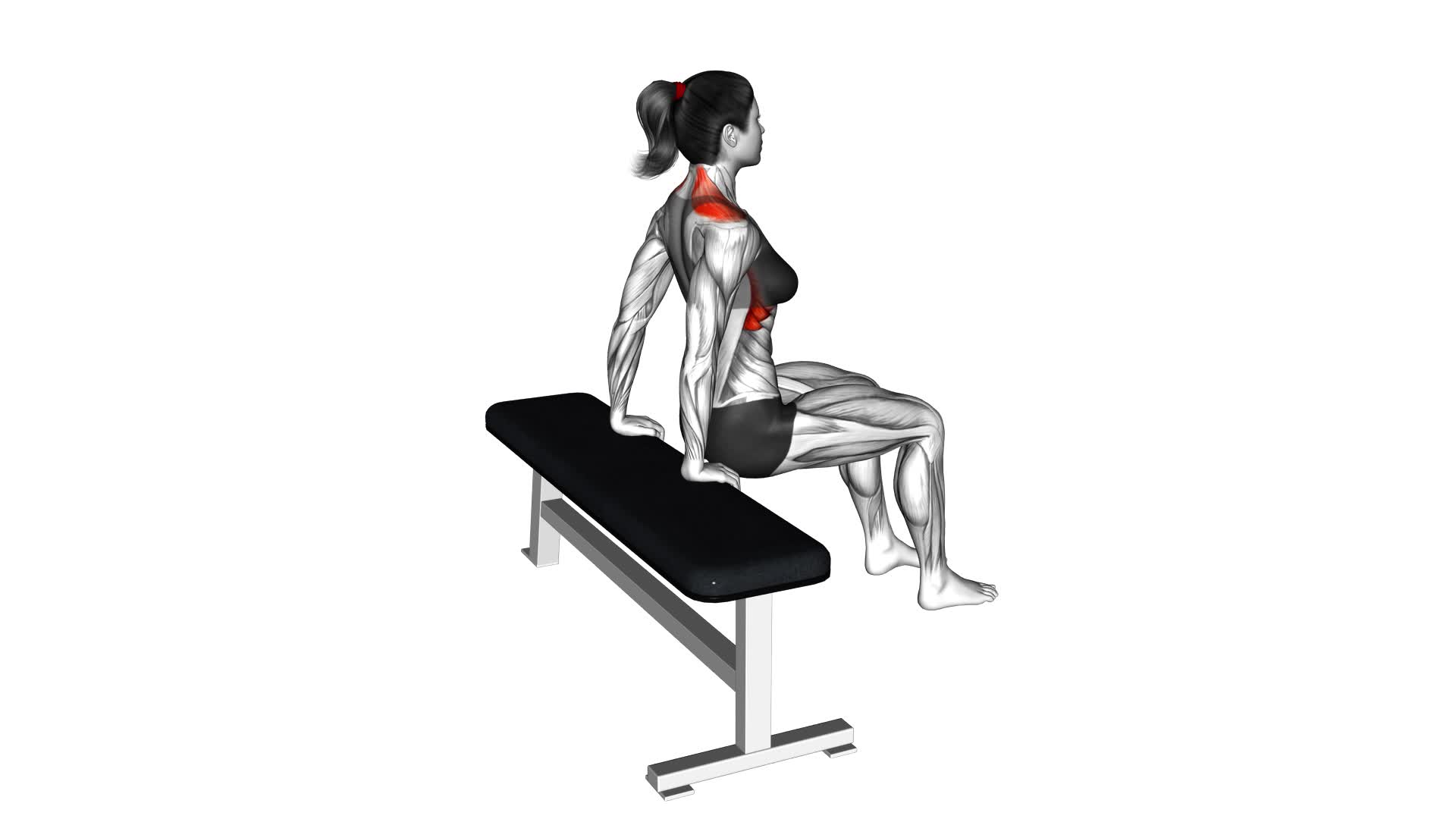 Scapula Dips (female) - Video Exercise Guide & Tips