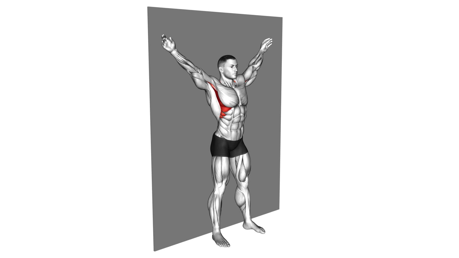 Scapular Slide Back to Wall - Video Exercise Guide & Tips