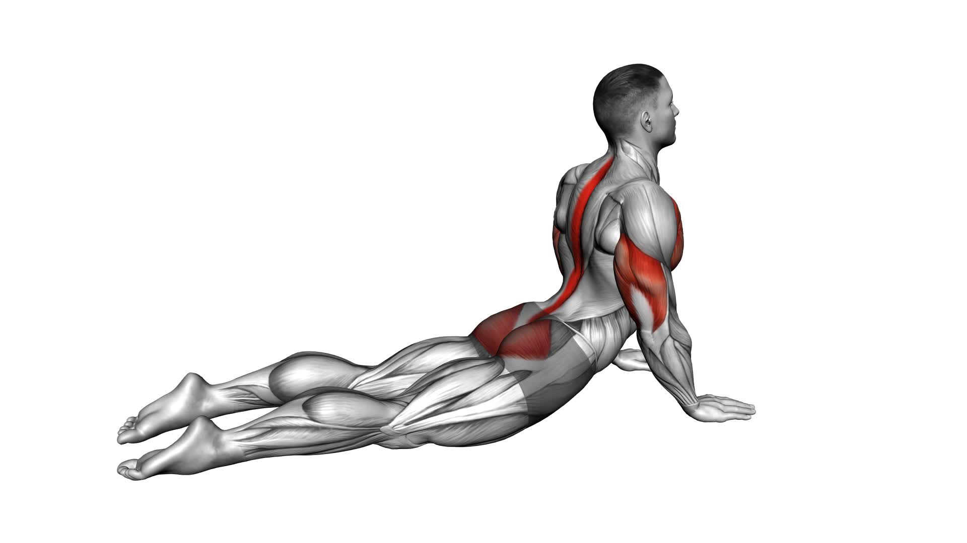 Seal Push-up - Video Exercise Guide & Tips