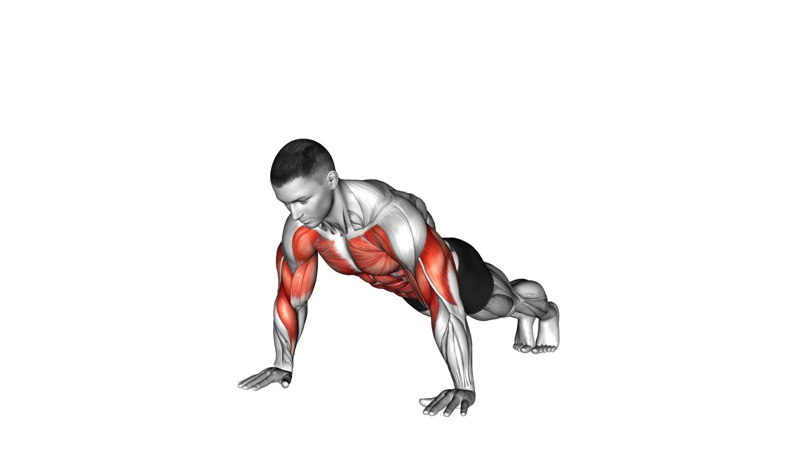 Shoulder Tap Ultimate Video Exercise Guide Tips