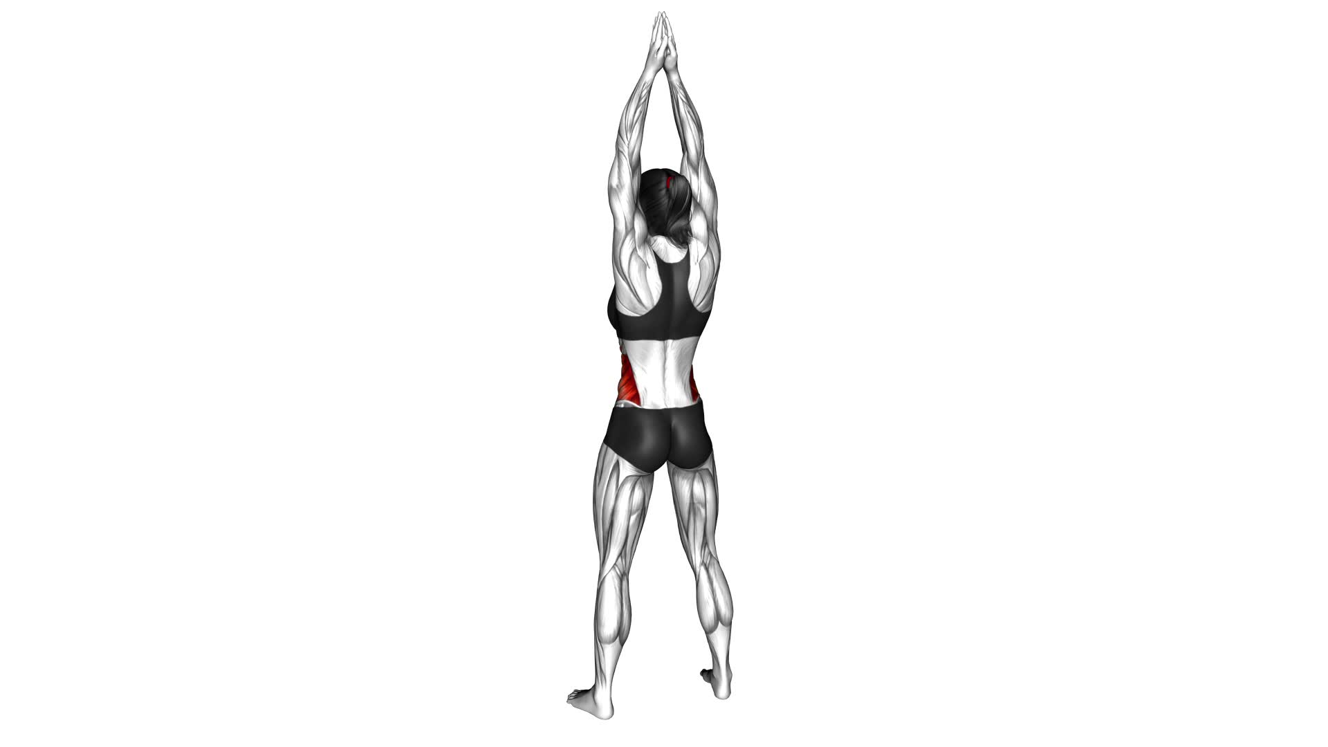 Side Bend Arms Above (female) - Video Exercise Guide & Tips