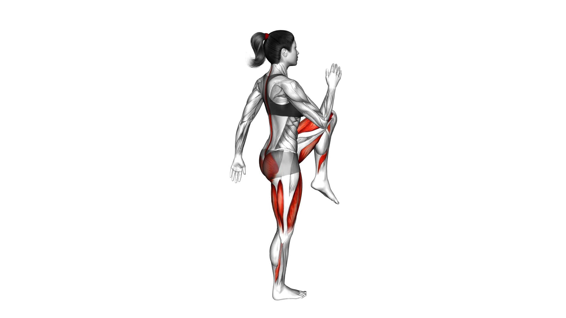 Single Leg Deadlift With Knee Lift (Female) - Video Exercise Guide & Tips