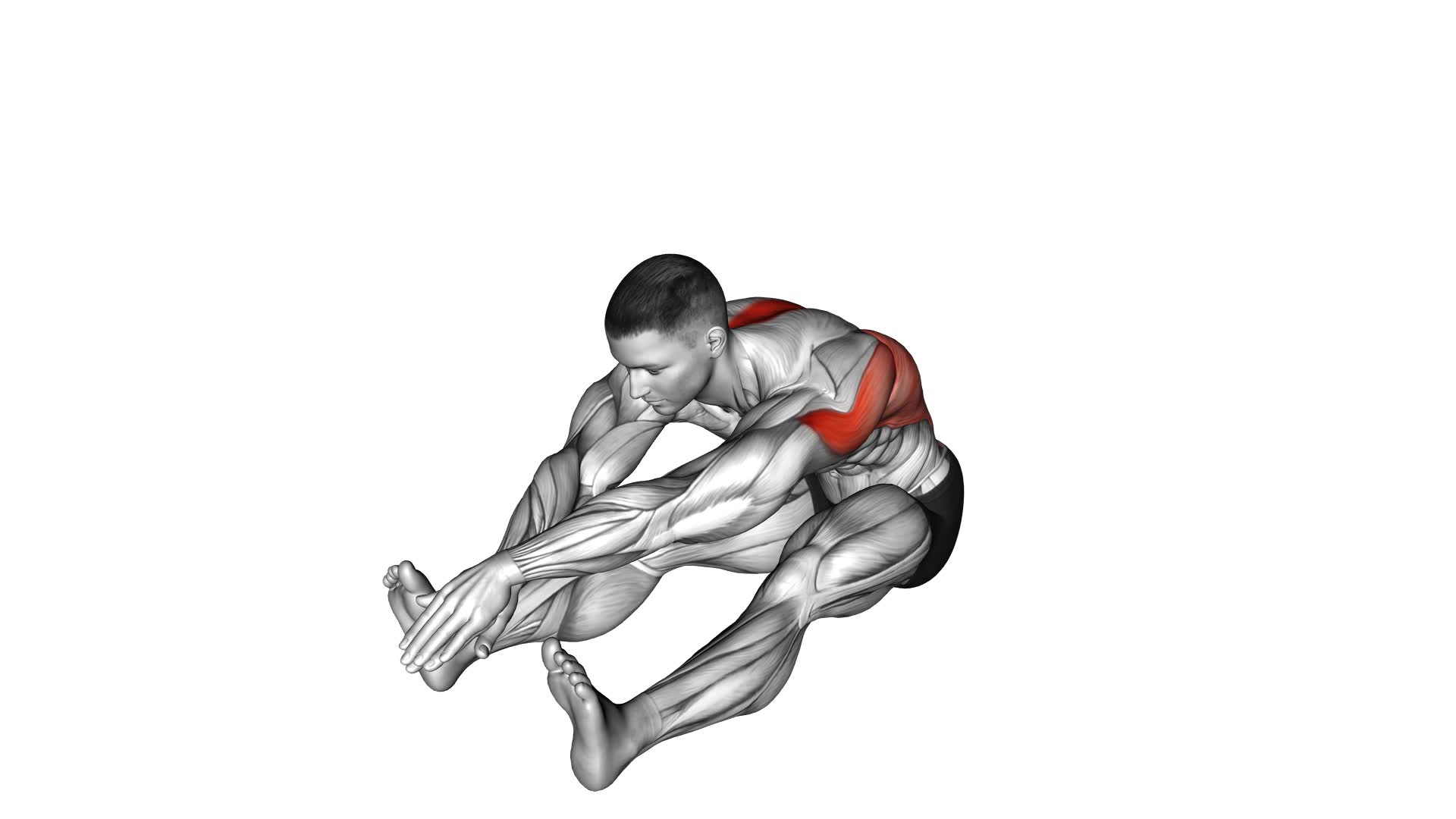 Sitting Bent Over Back Stretch - Video Exercise Guide & Tips