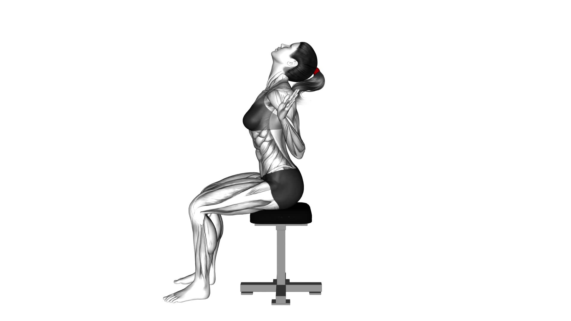 Sitting Scapular Adduction (VERSION 2) (female) - Video Exercise Guide & Tips