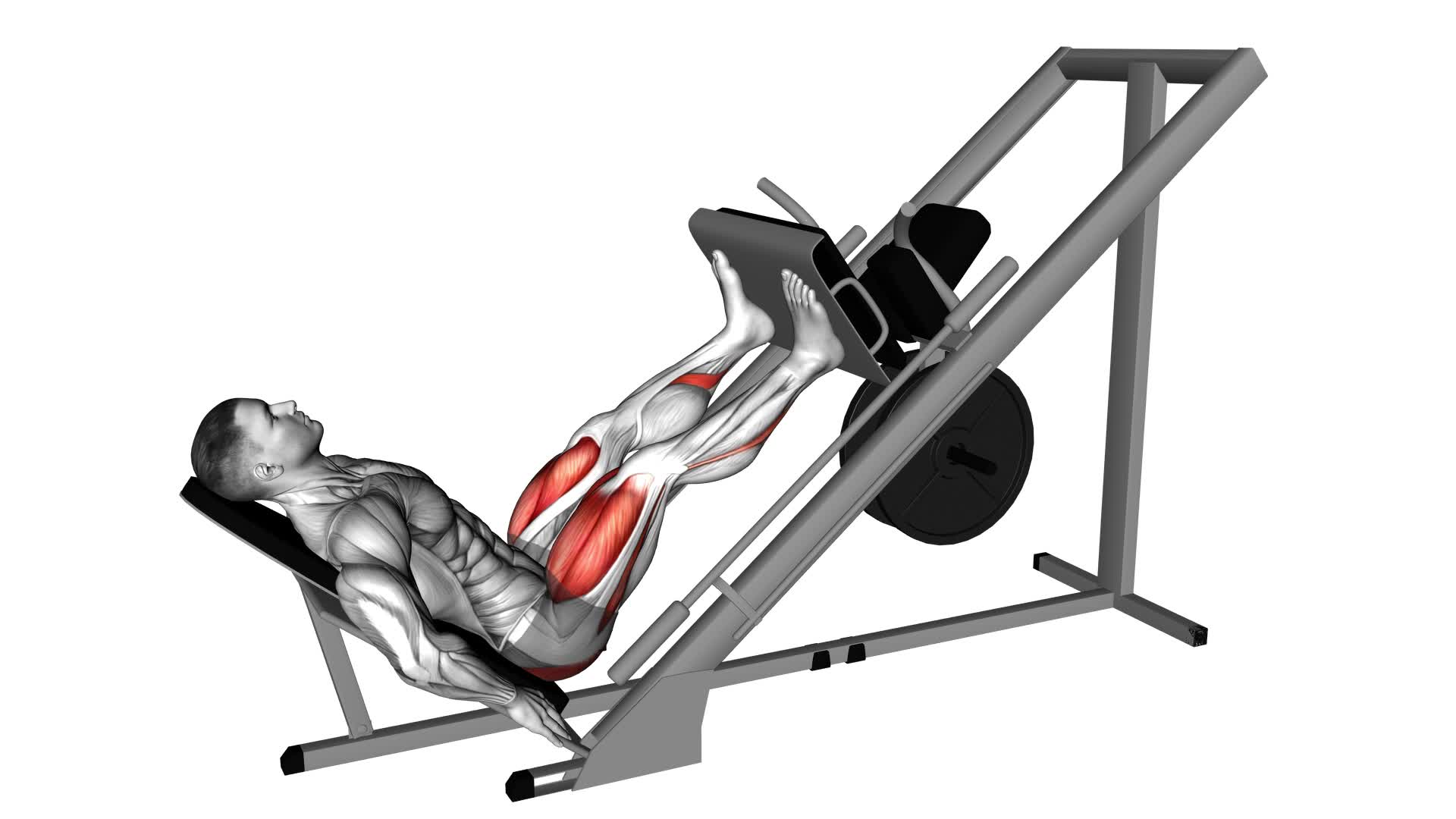 Sled 45 Degree Leg Press - Video Exercise Guide & Tips