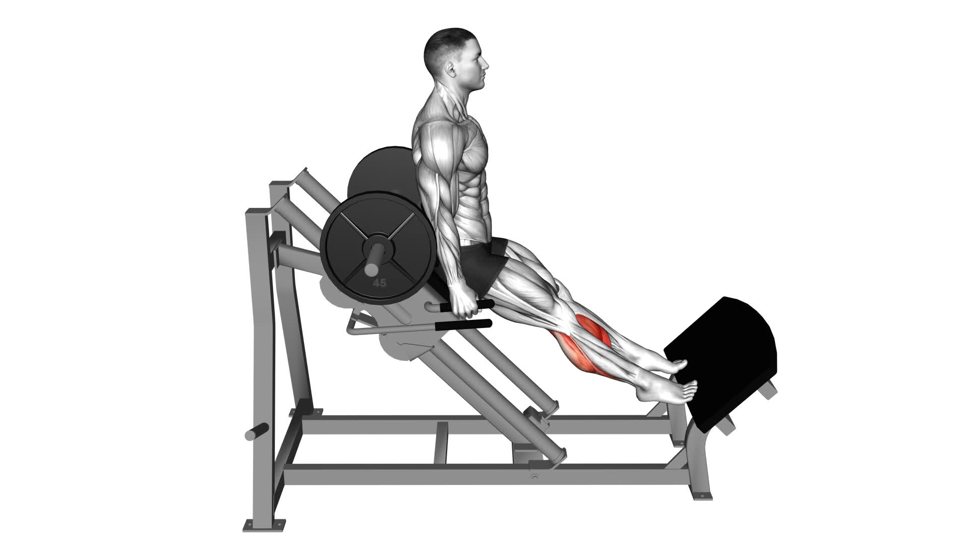 Sled Backward Angled Calf Raise - Video Exercise Guide & Tips