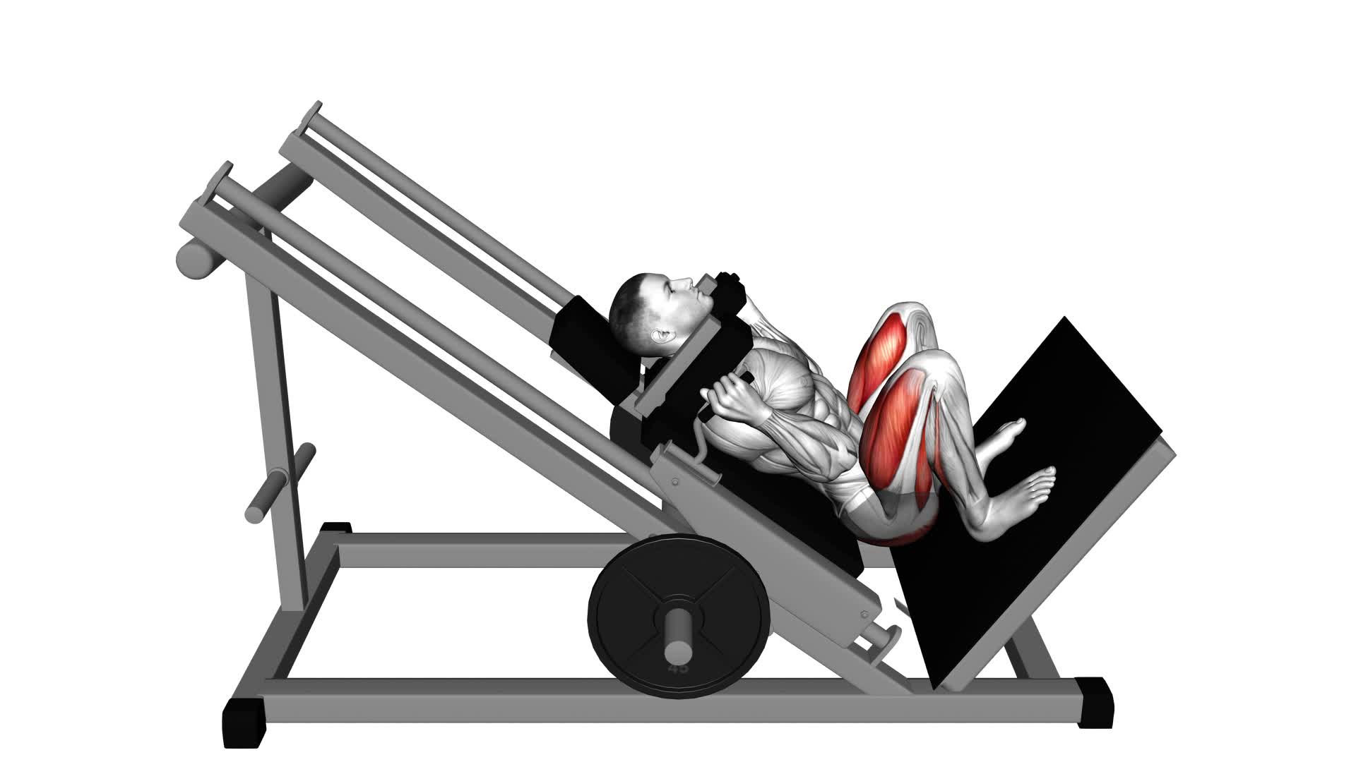 Sled Full Hack Squat - Video Exercise Guide & Tips