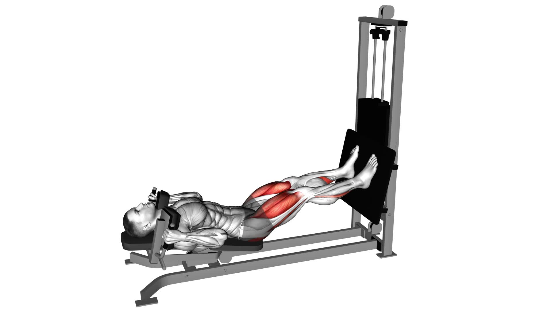 Sled Lying Squat: Ultimate Guide & Tips