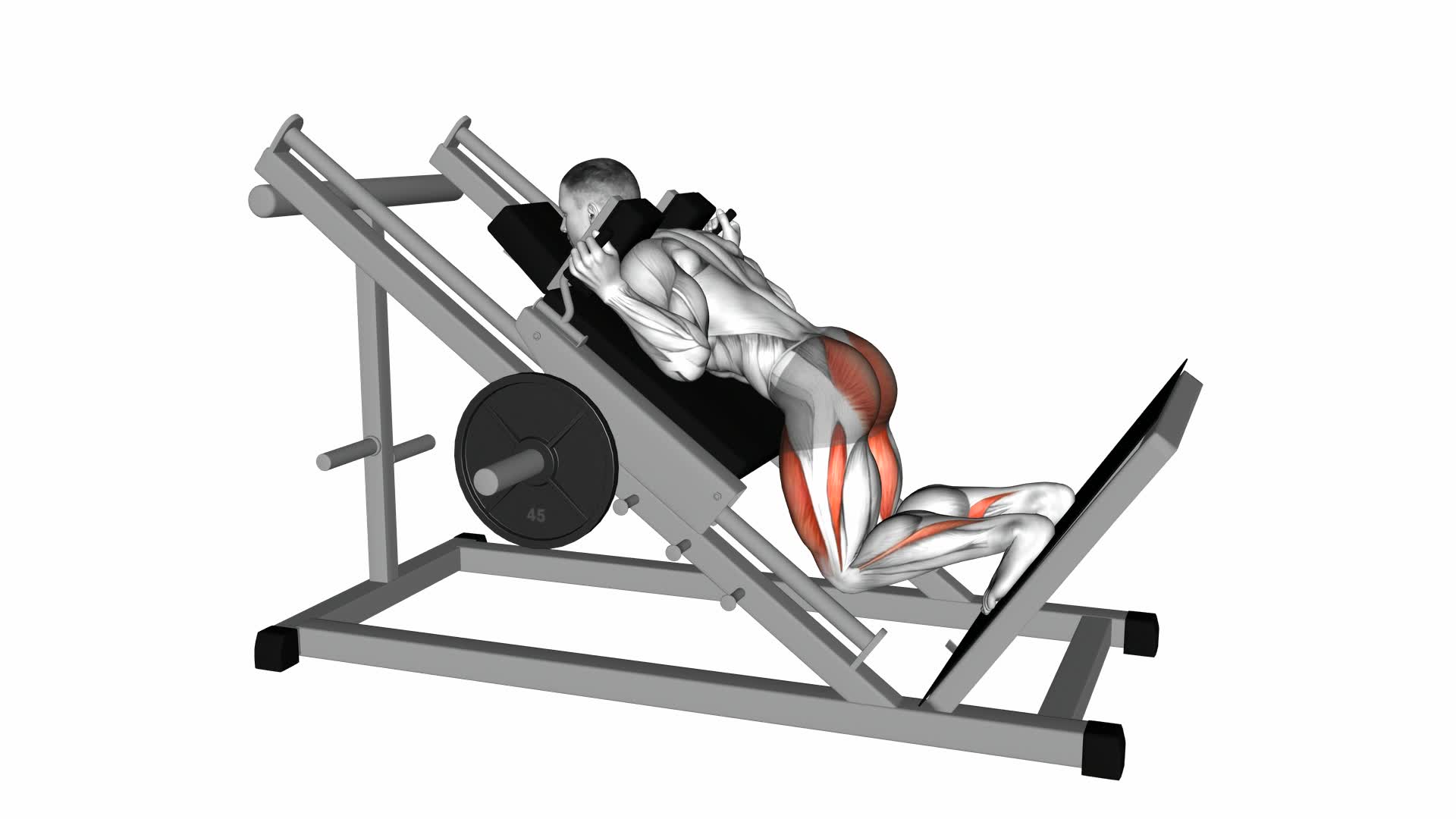 Sled Reverse Hack Squat - Video Exercise Guide & Tips