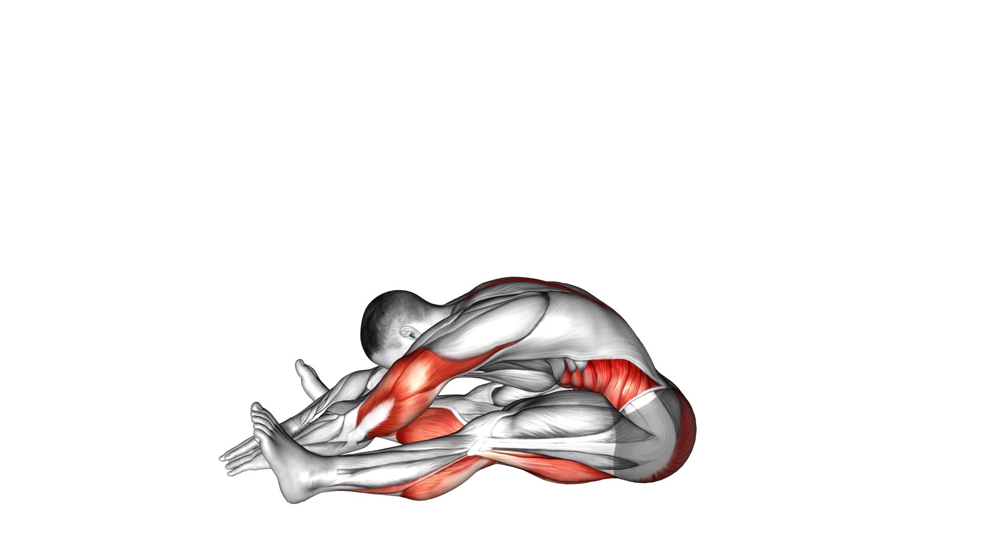 Spine Stretch Forward (Male) - Exercise Guide & Tips