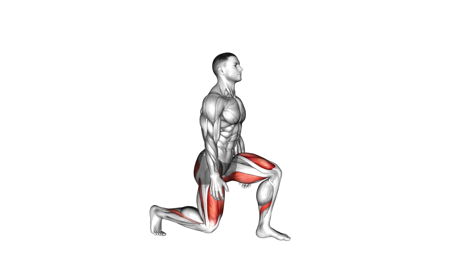 Split Squats - Video Exercise Guide & Tips
