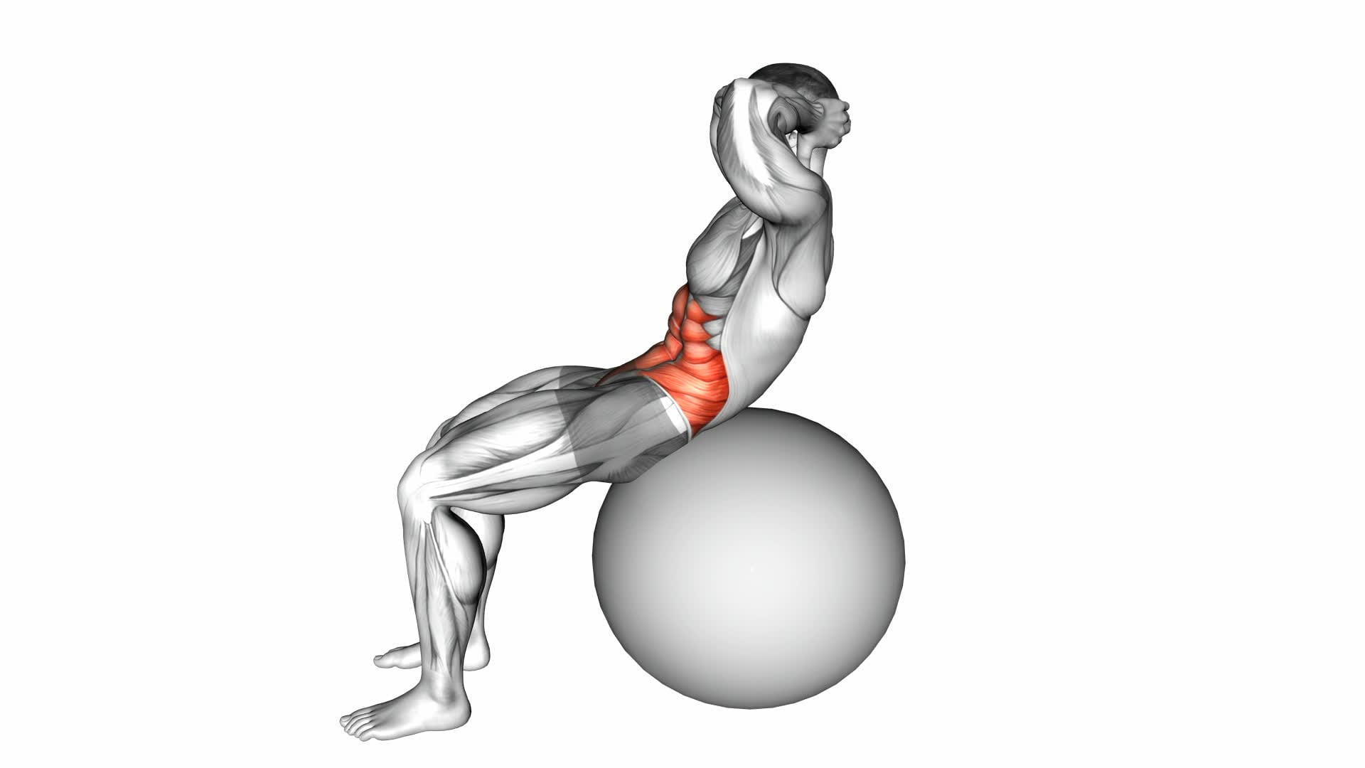 Stability Ball Crunch (Full Range Hands Behind Head) - Video Exercise Guide & Tips