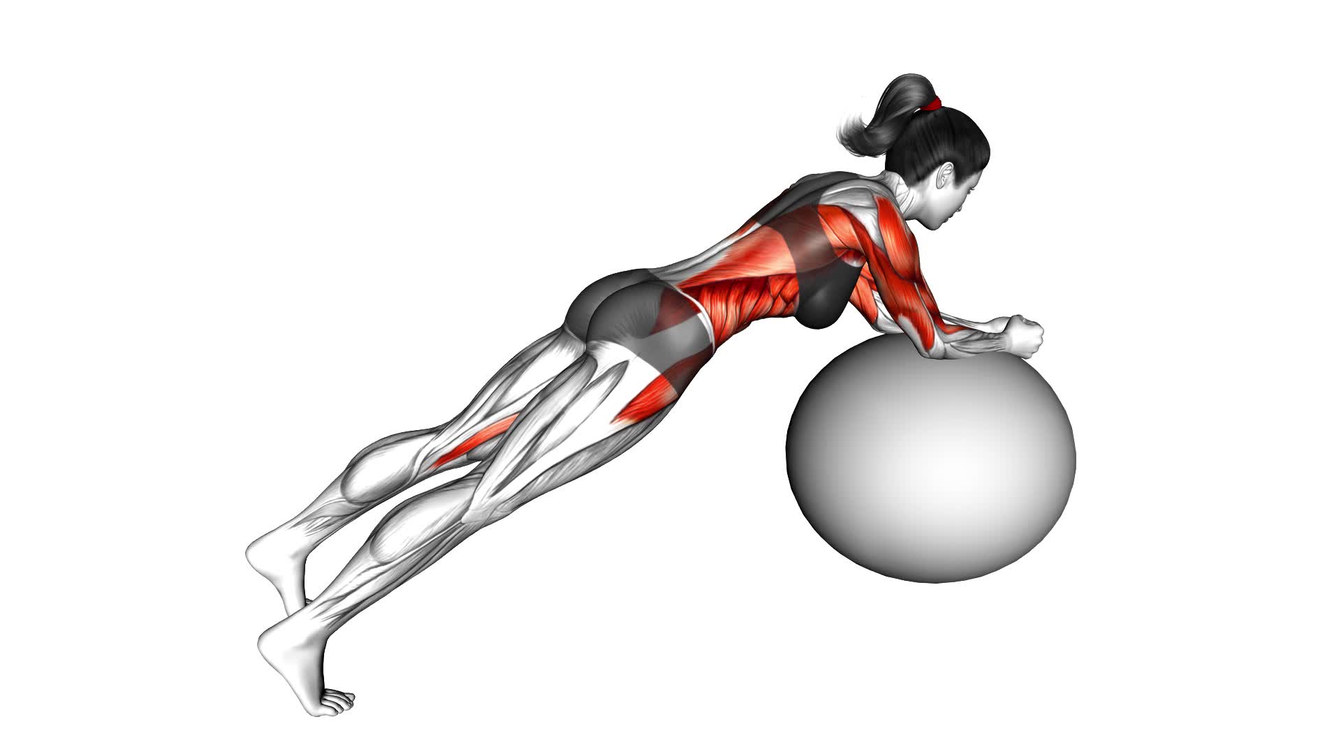 Stability Ball Rounded Rollout (female) - Video Exercise Guide & Tips