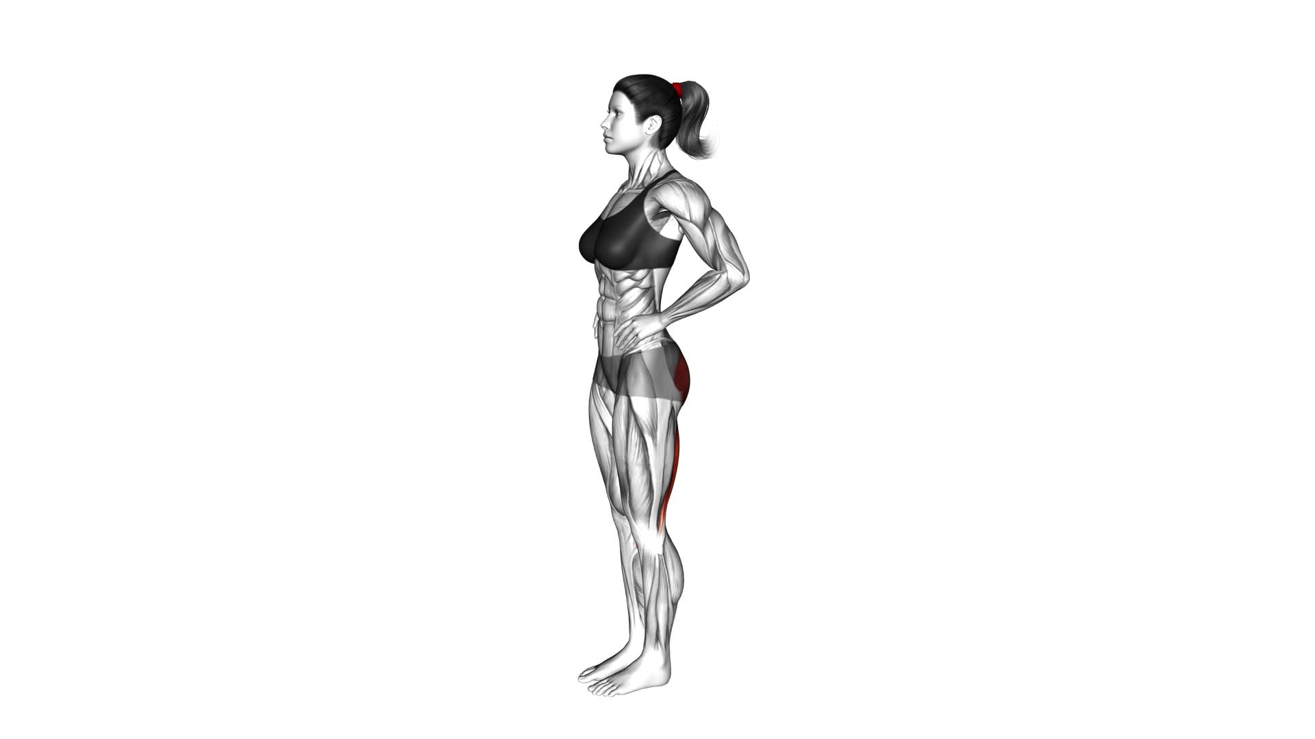 Standing Alternate Glute Kickback (female) - Video Exercise Guide & Tips