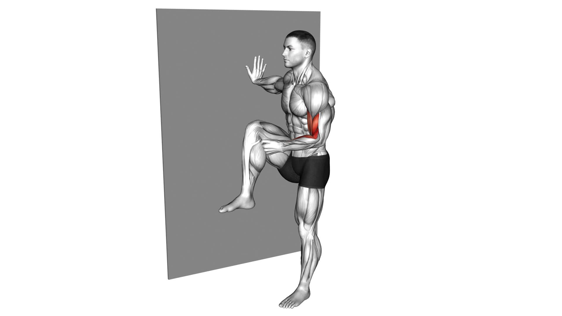 Standing Biceps Curl (With Leg) - Video Exercise Guide & Tips