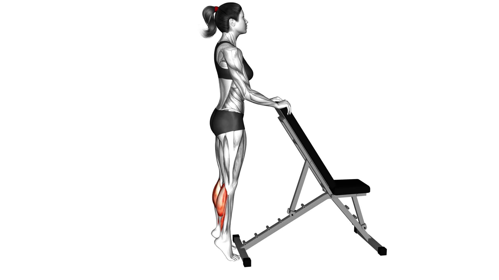 Standing Calf Raise With Support (Female) - Video Exercise Guide & Tips