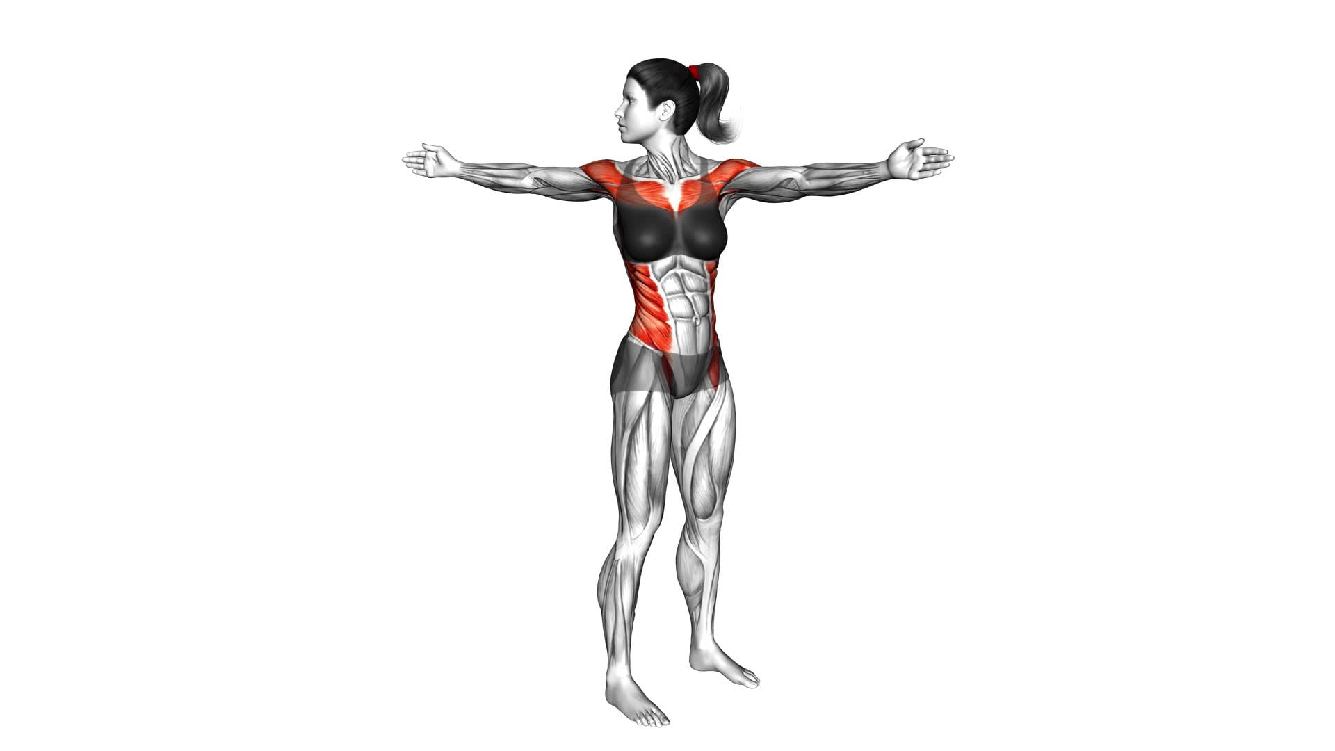 Standing Chest Reach (female) - Video Exercise Guide & Tips