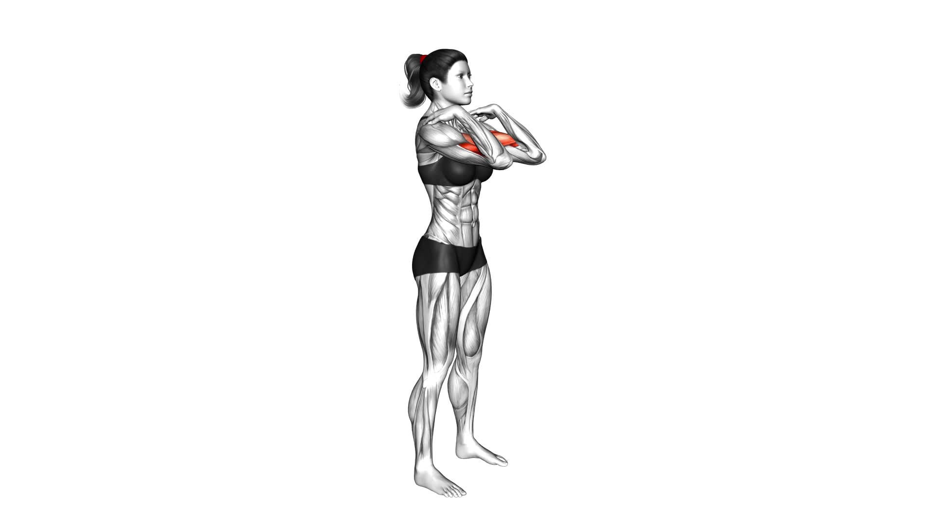 Standing Front Shoulder Tap (female) - Video Exercise Guide & Tips