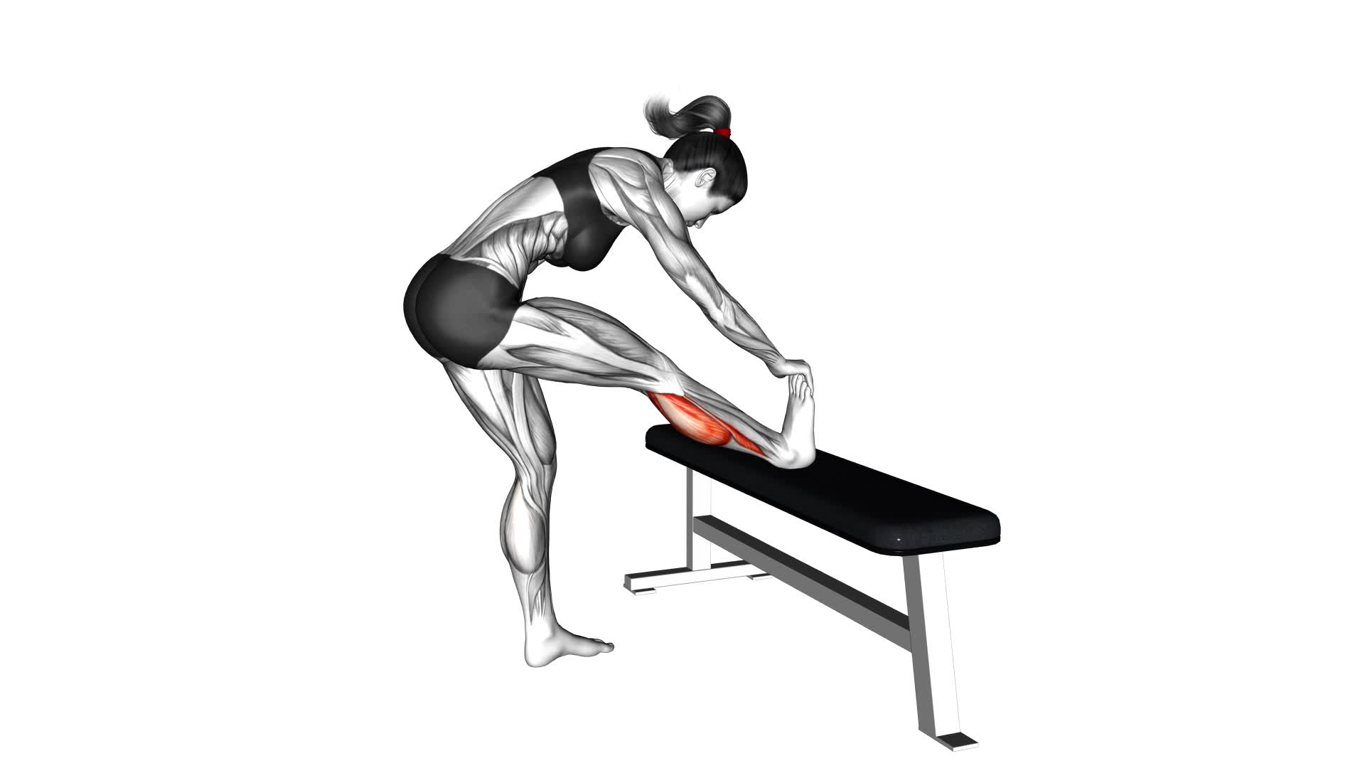 Standing Gastrocnemius Calf Stretch (female) - Video Exercise Guide & Tips