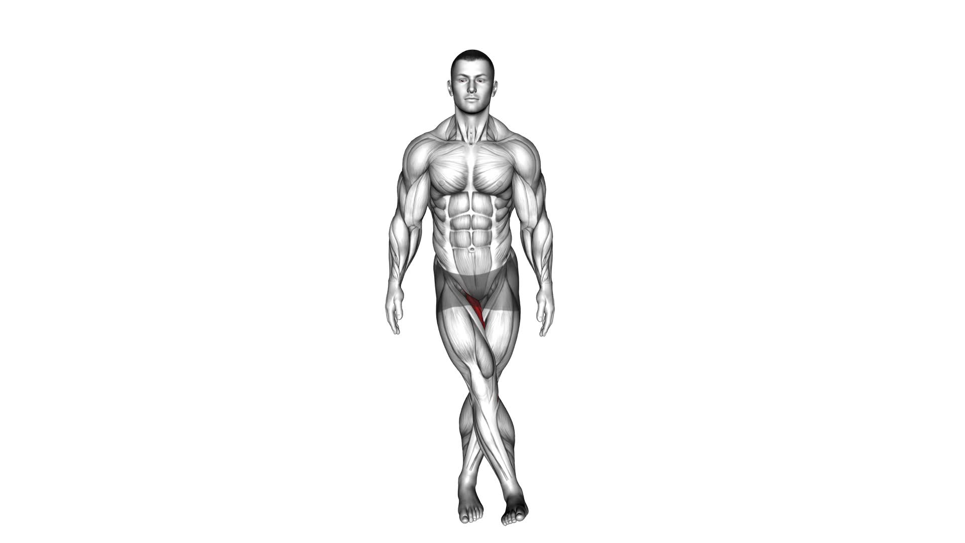 Standing Hip Adduction (VERSION 2) - Video Exercise Guide & Tips