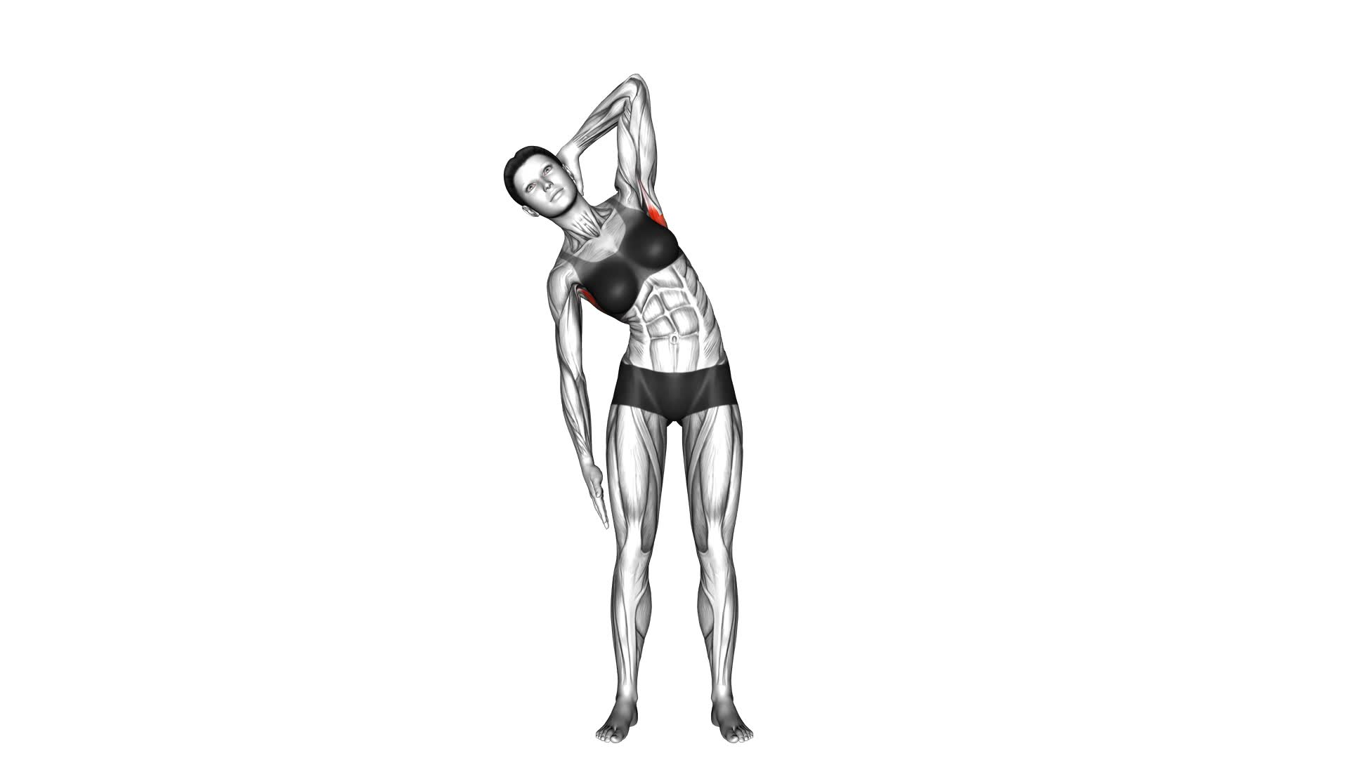 Standing Lateral Stretch (female) - Video Exercise Guide & Tips