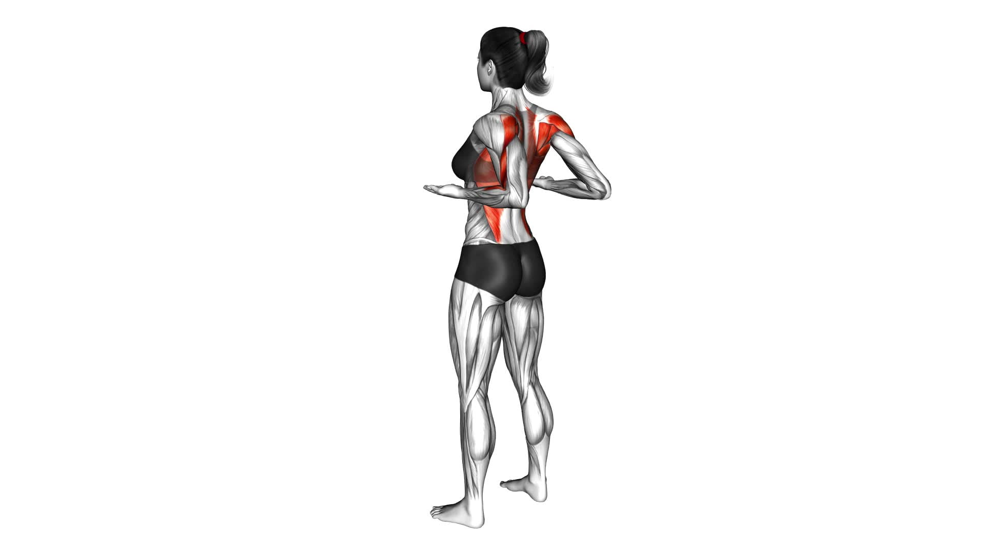 Standing Row Switching Palms (female) - Video Exercise Guide & Tips