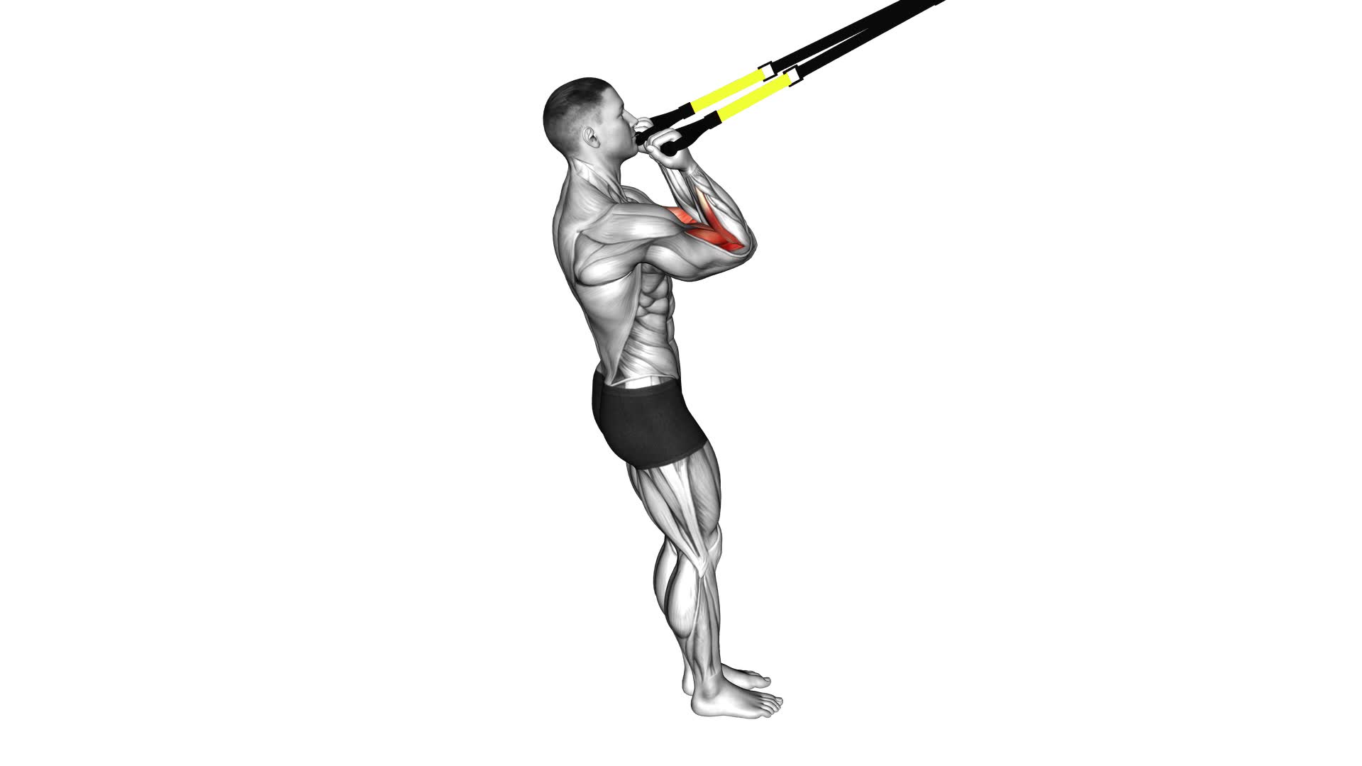 Suspender Arm Curl (male) - Video Exercise Guide & Tips