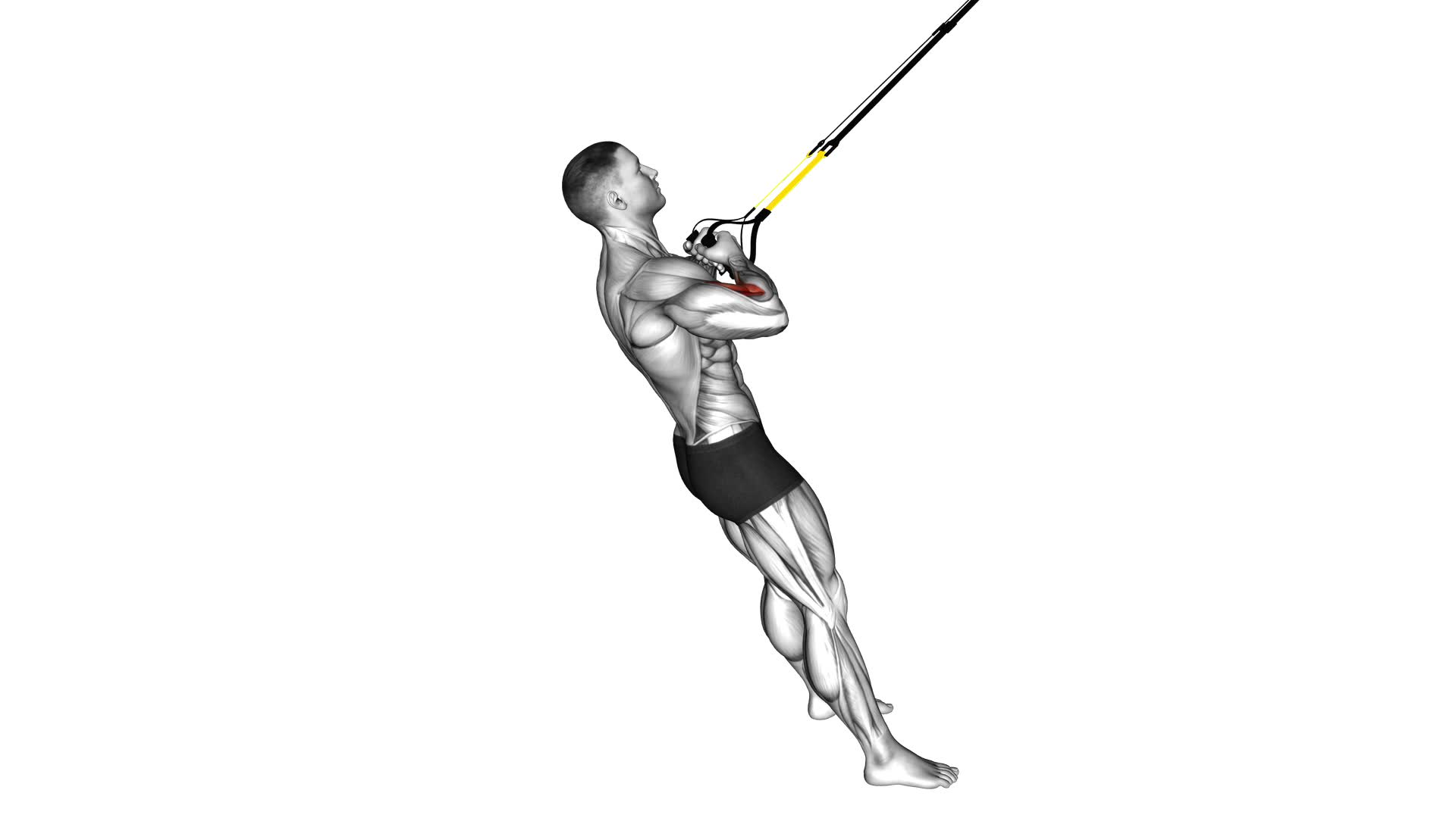 Suspender Biceps Curl (male) - Video Exercise Guide & Tips