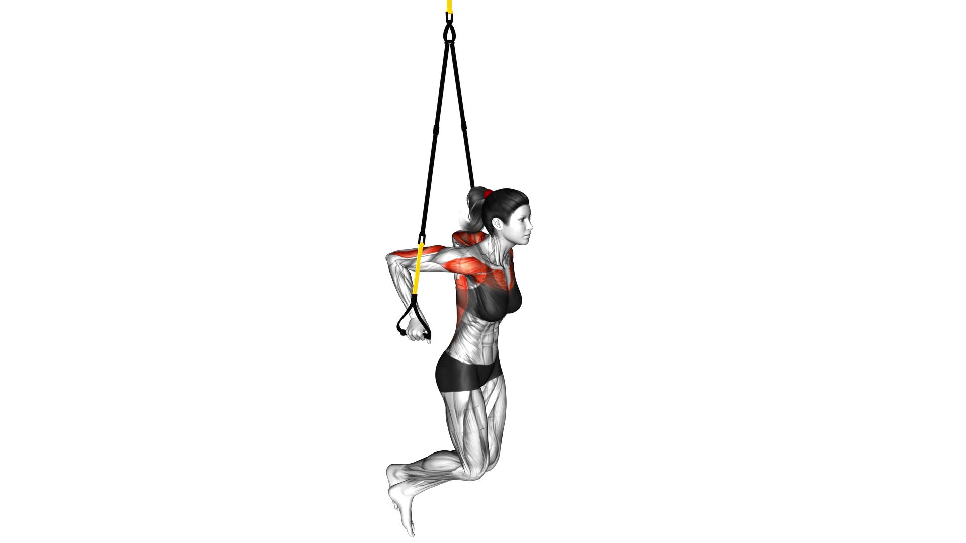 Suspender Chest Dip (female) - Video Exercise Guide & Tips