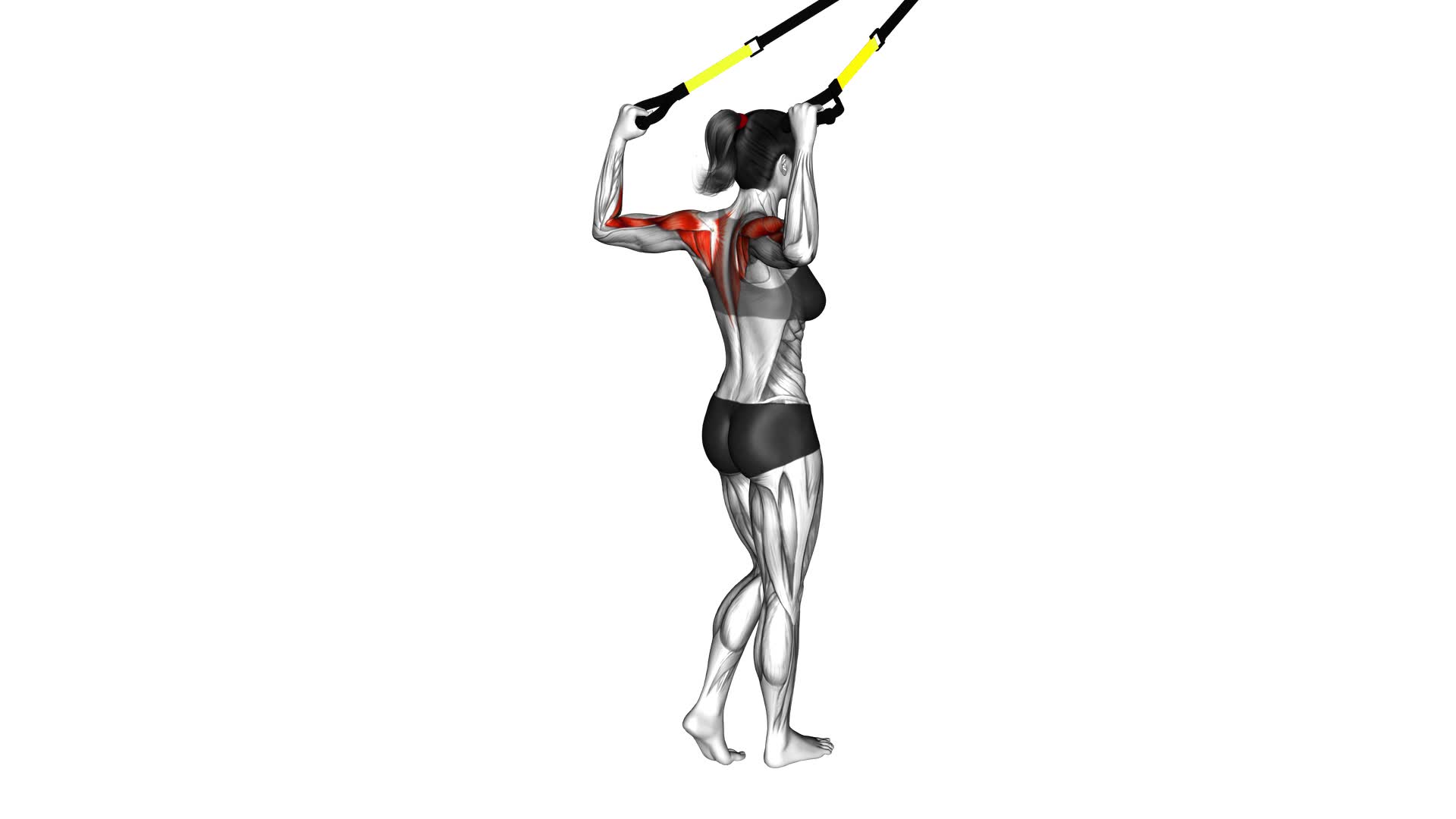 Suspender Face Pull (female) - Video Exercise Guide & Tips