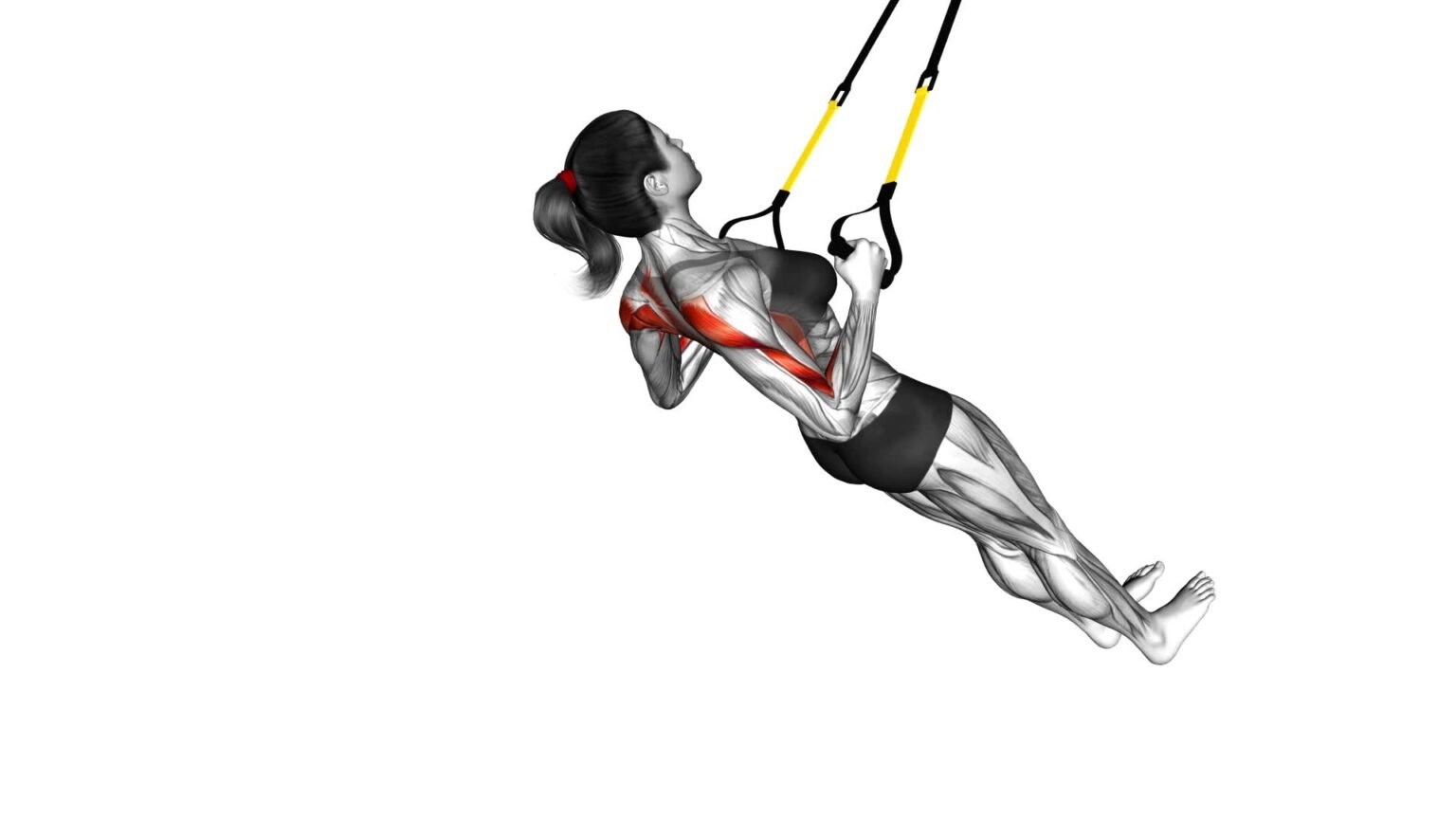 Strengthen Your Back With Suspender Inverted Row (female) - Video Guide ...