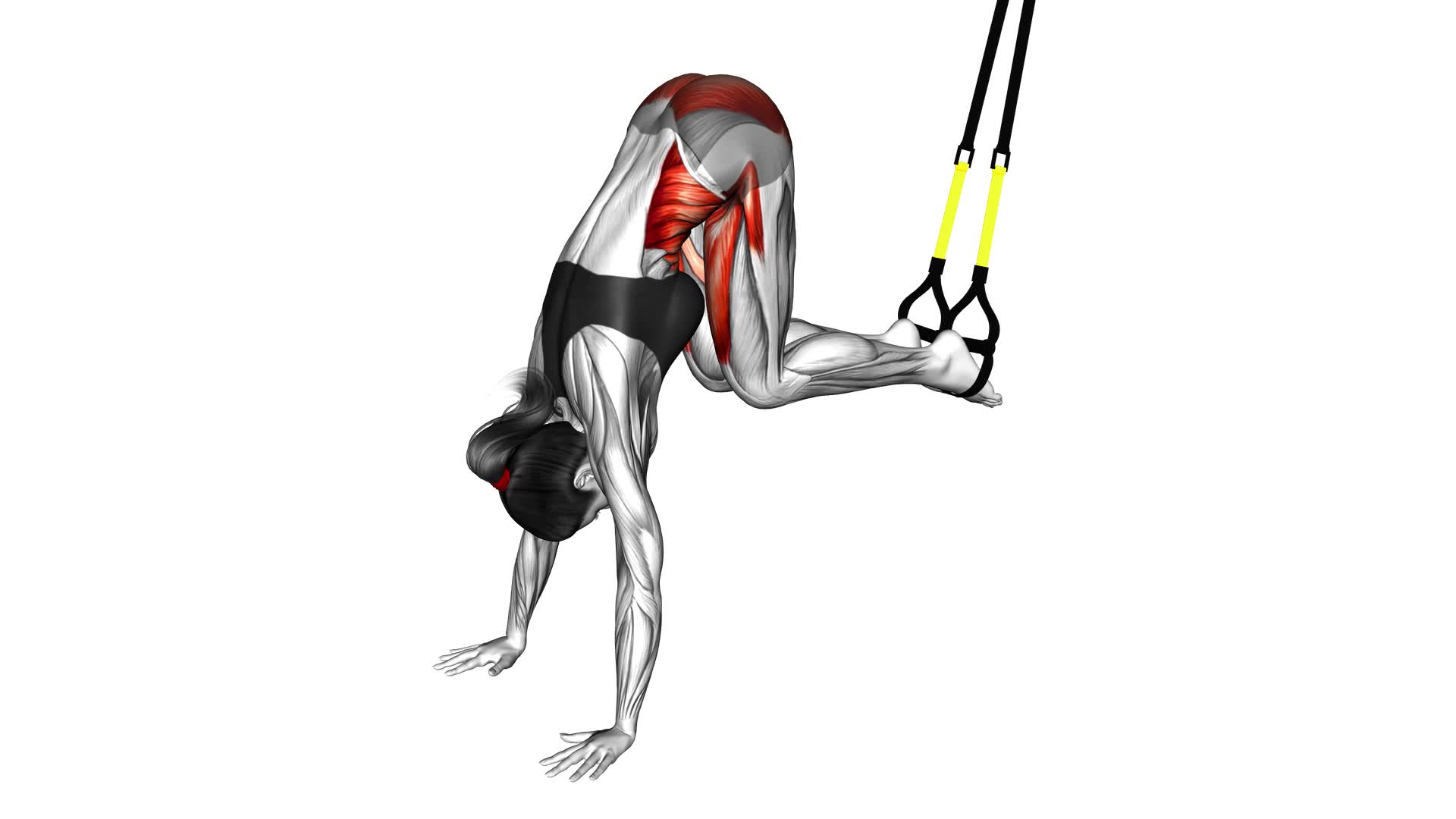 Suspender Jack Knife Pike (Female) - Video Exercise Guide & Tips