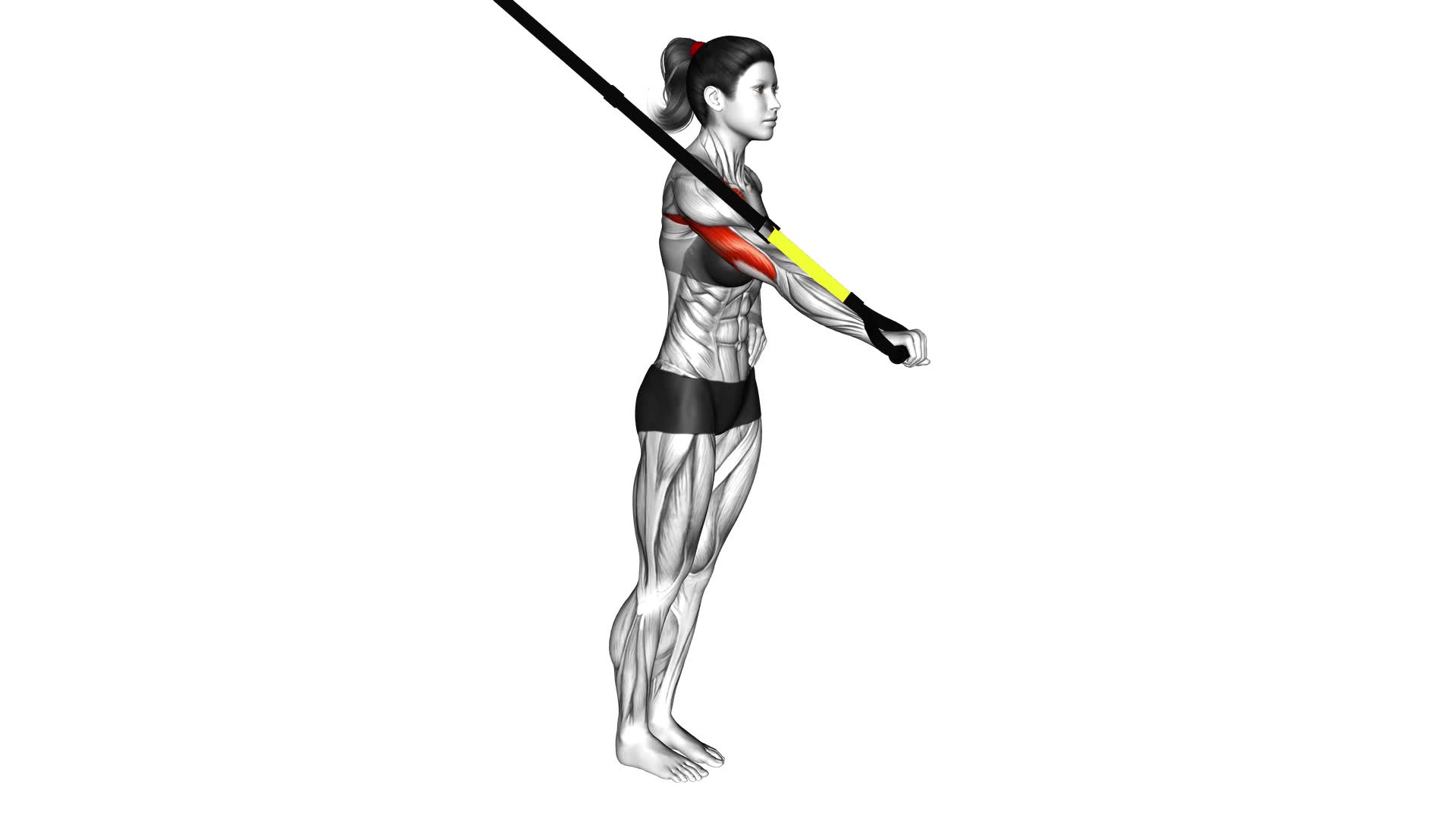 Suspender One Arm Chest Press (female) - Video Exercise Guide & Tips