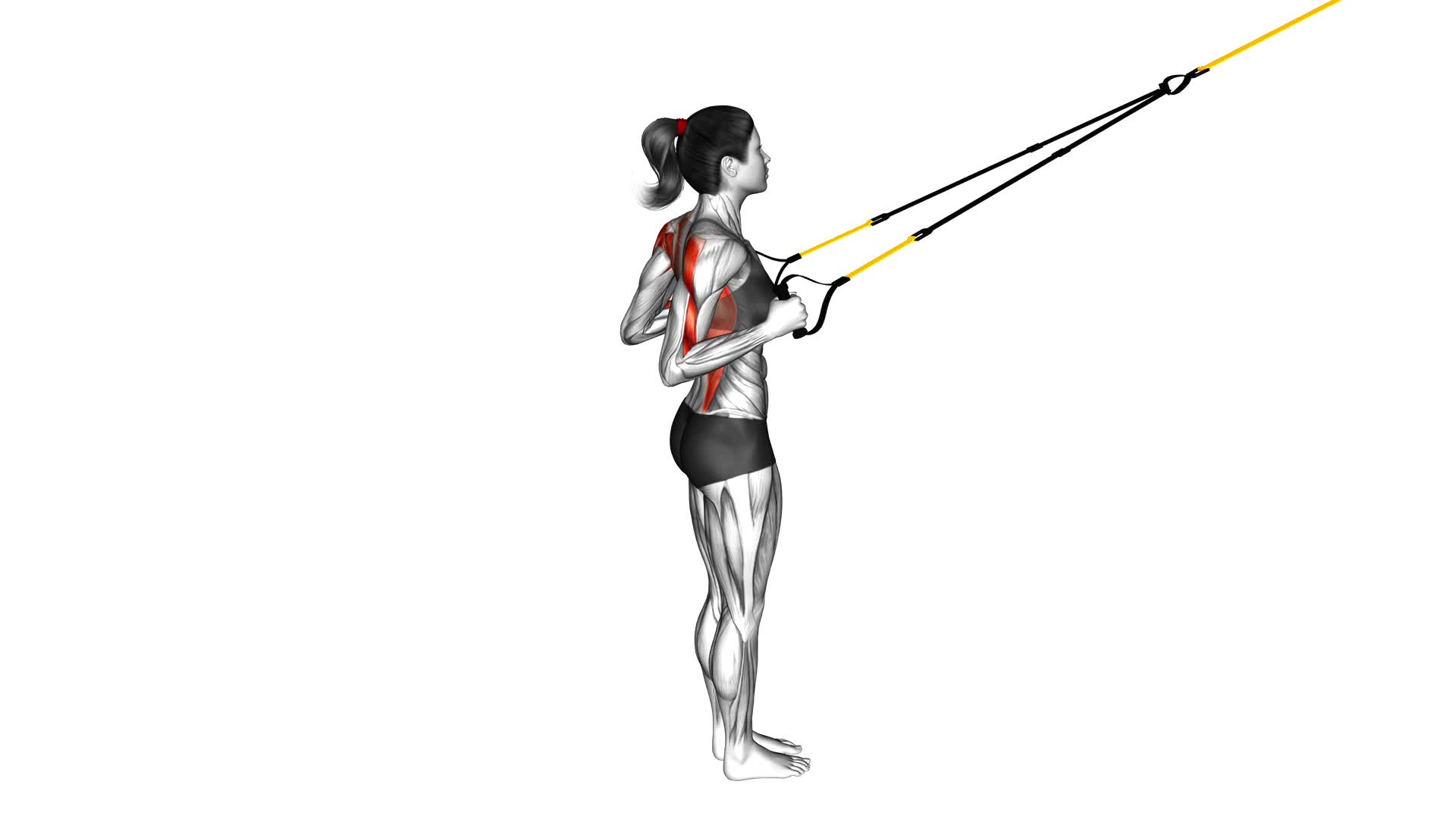 Suspender Row (female) - Video Exercise Guide & Tips