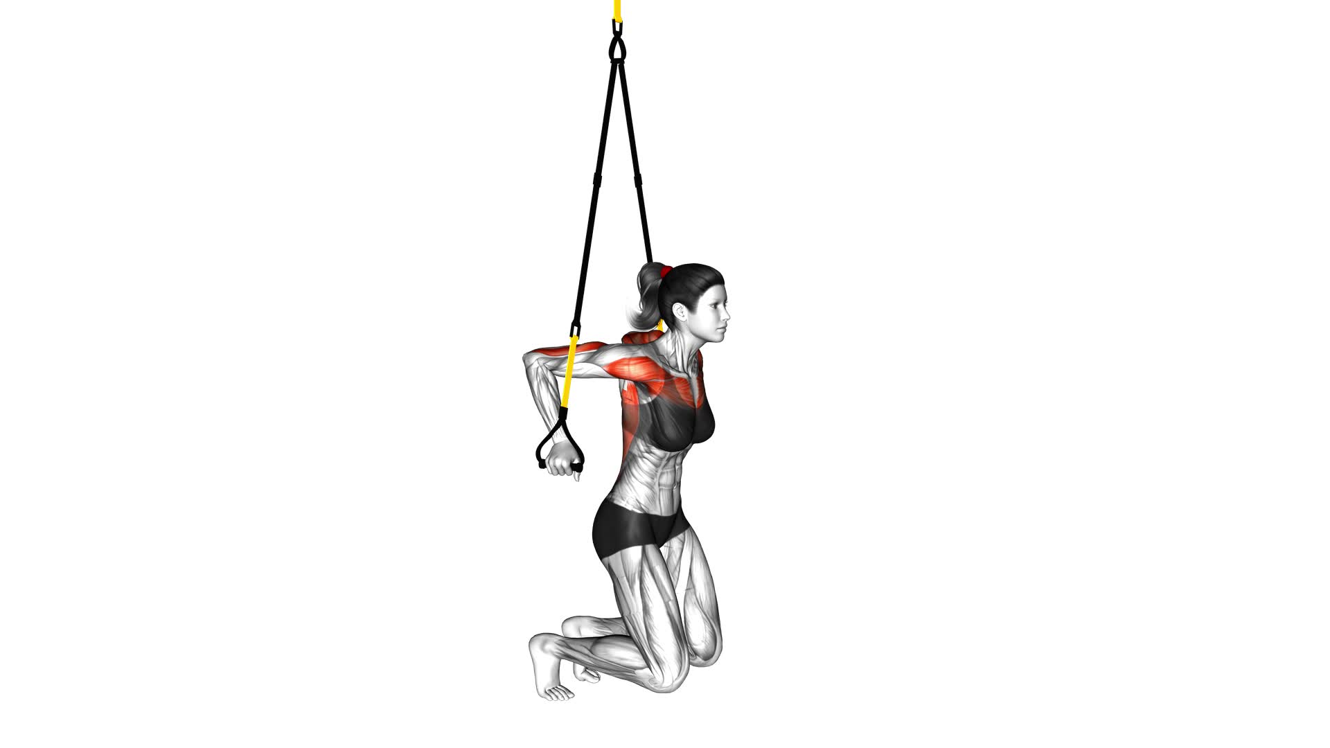 Suspender Self Assisted Chest Dip (female) - Video Exercise Guide & Tips