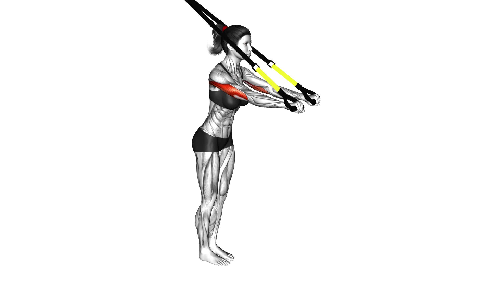 Suspender Triceps Extension (female) - Video Exercise Guide & Tips