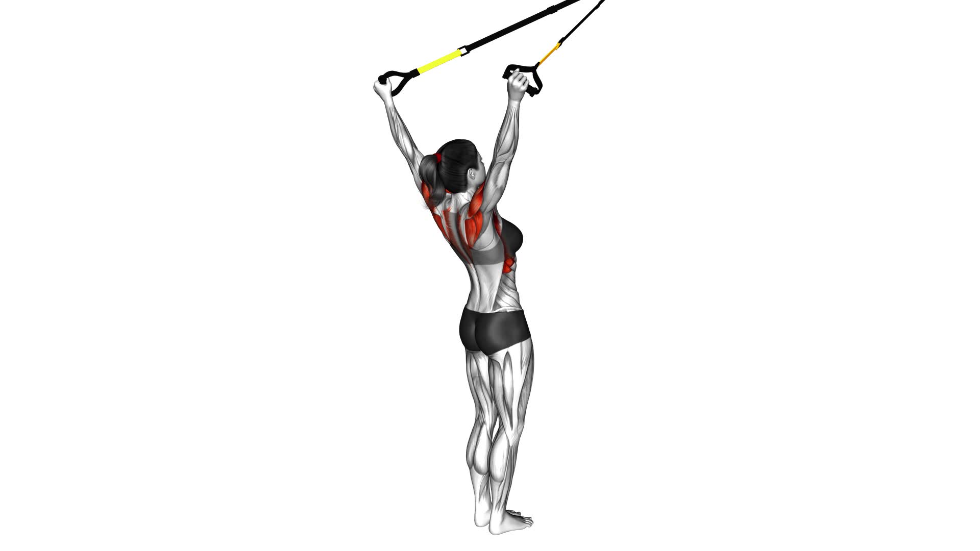 Suspender Y Lateral Raise (female) - Video Exercise Guide & Tips