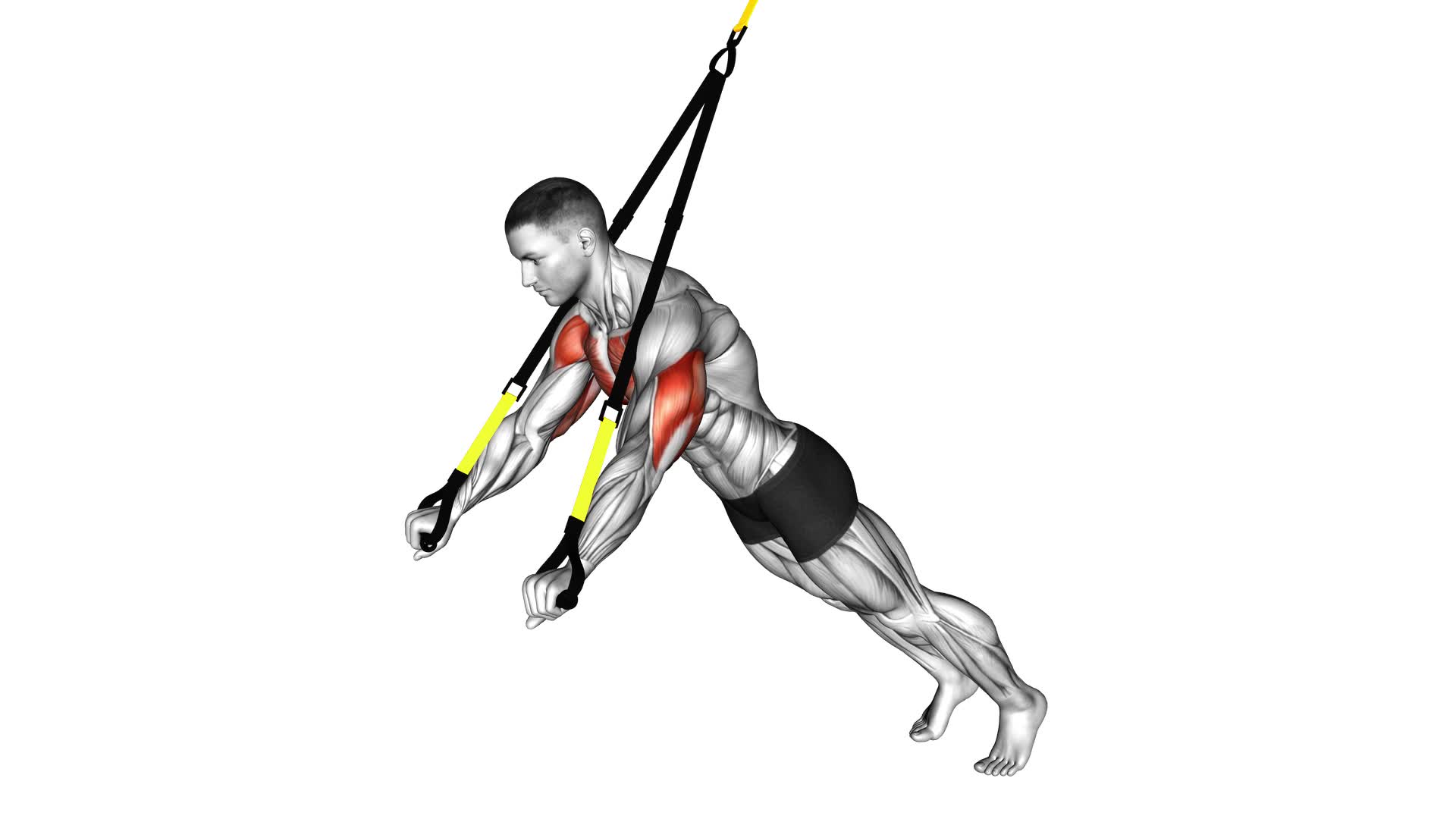 Suspension Chest Press - Video Exercise Guide & Tips